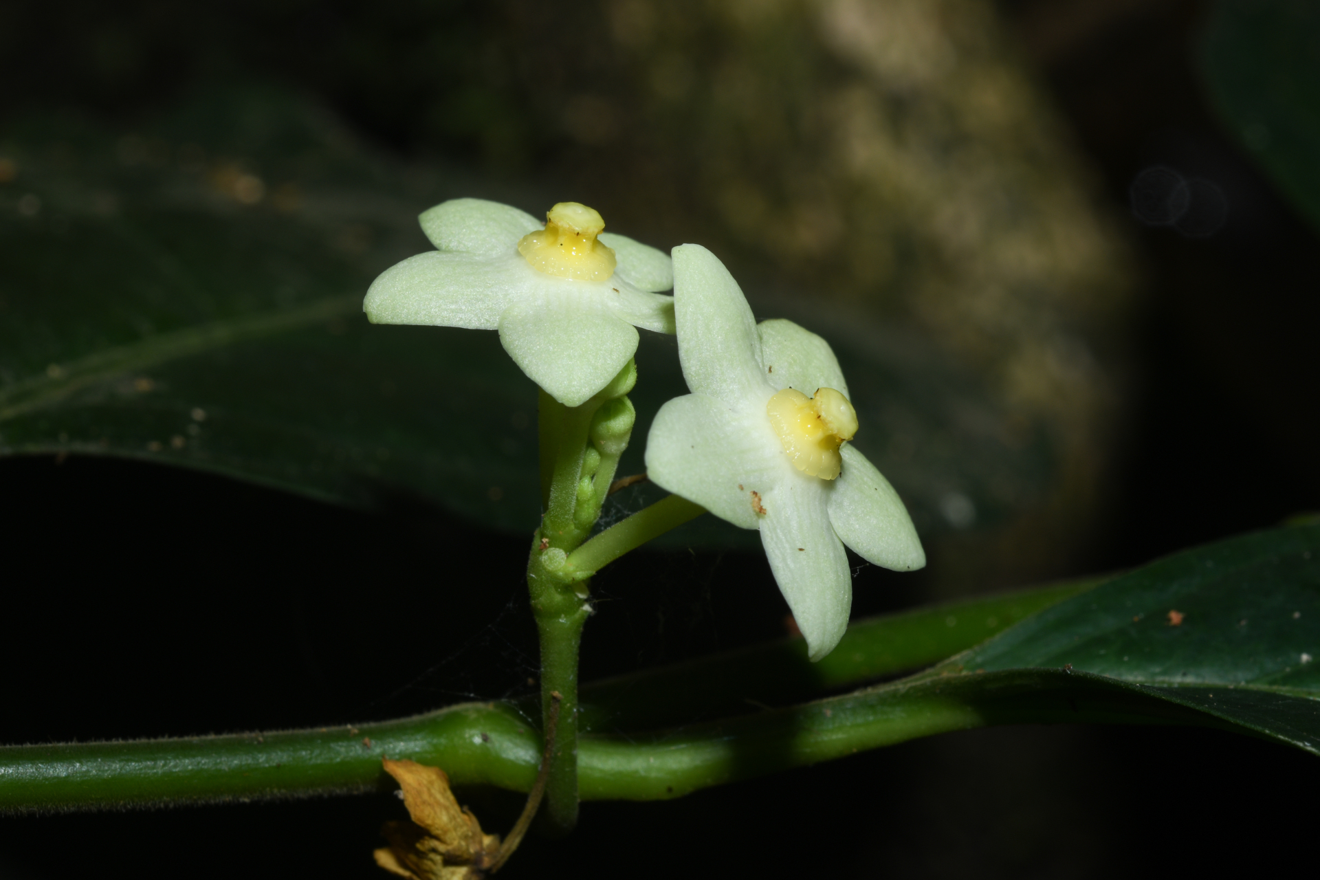 Matelea palustris Aubl. - Photo Bivouac Naturaliste