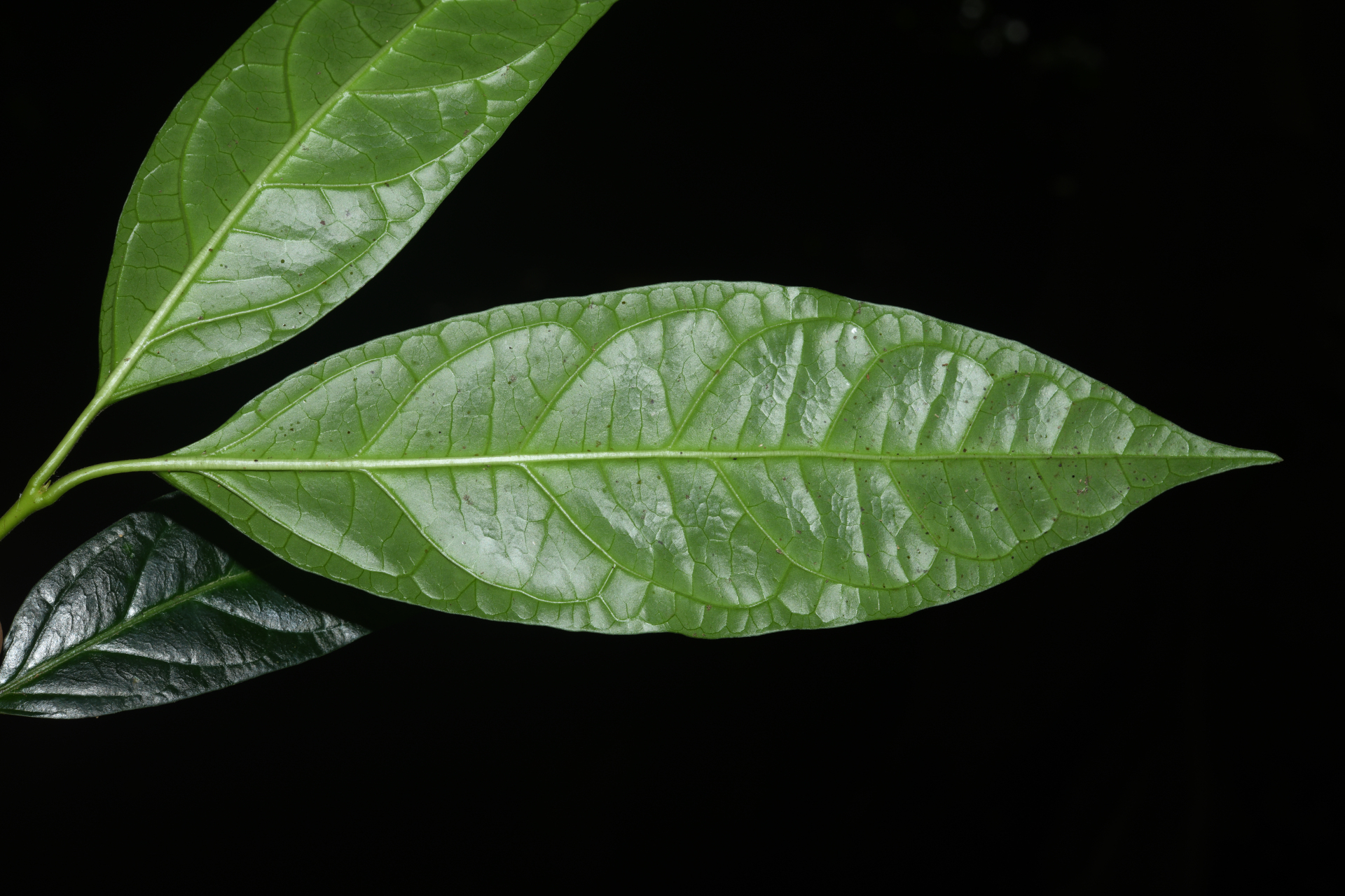 Matelea palustris Aubl. - Photo Bivouac Naturaliste