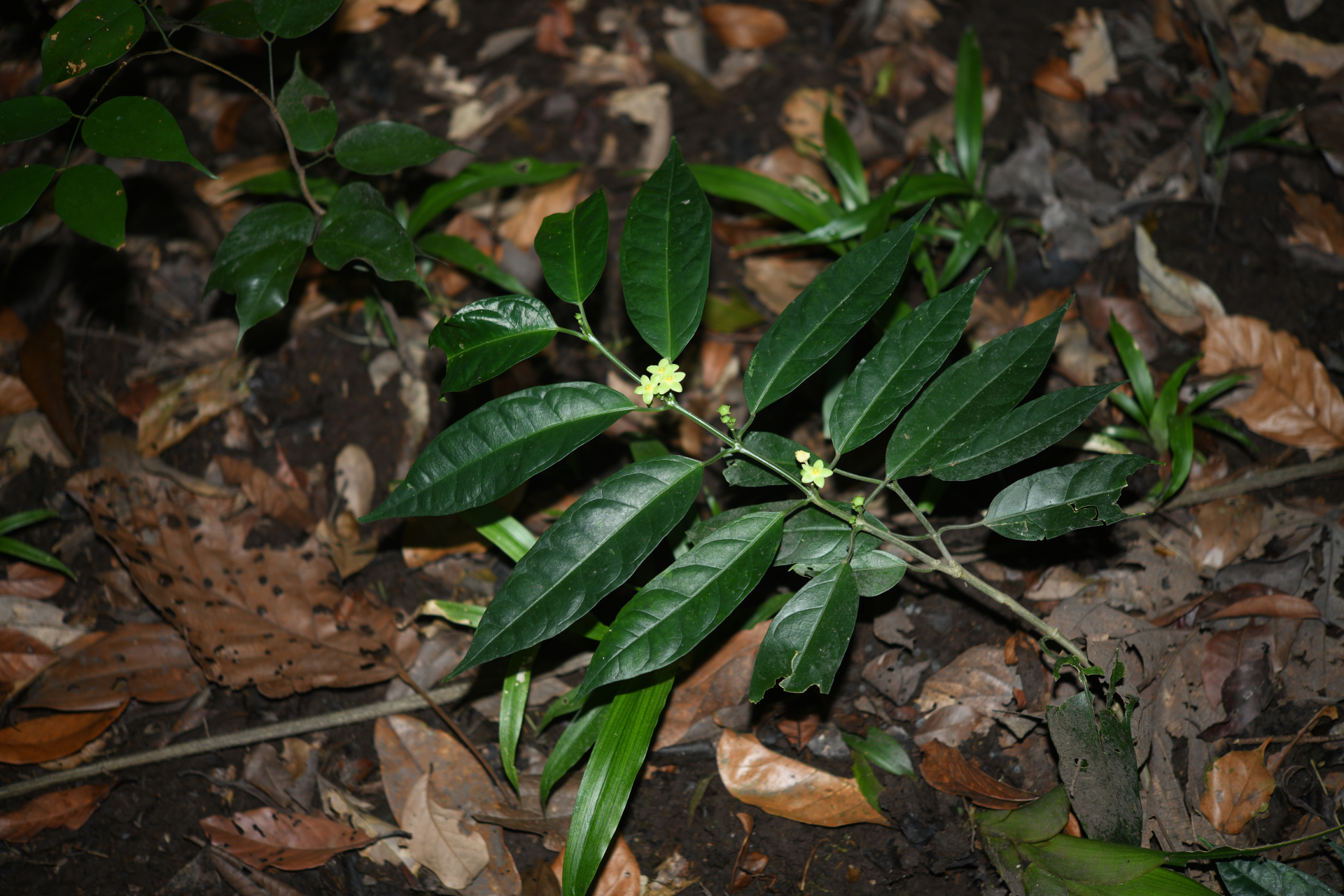 Matelea palustris Aubl. - Photo Bivouac Naturaliste