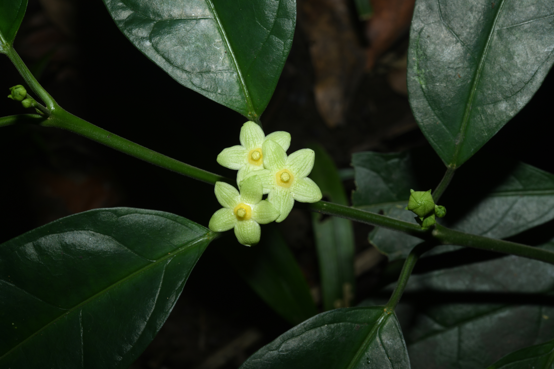Matelea palustris Aubl. - Photo Bivouac Naturaliste