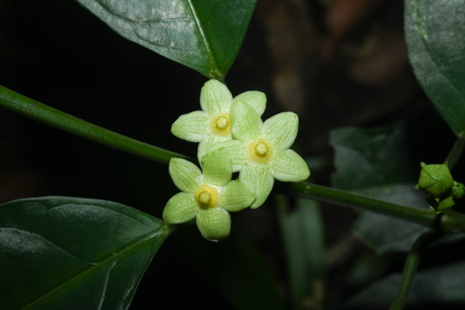 Matelea palustris Aubl. - Photo Bivouac Naturaliste