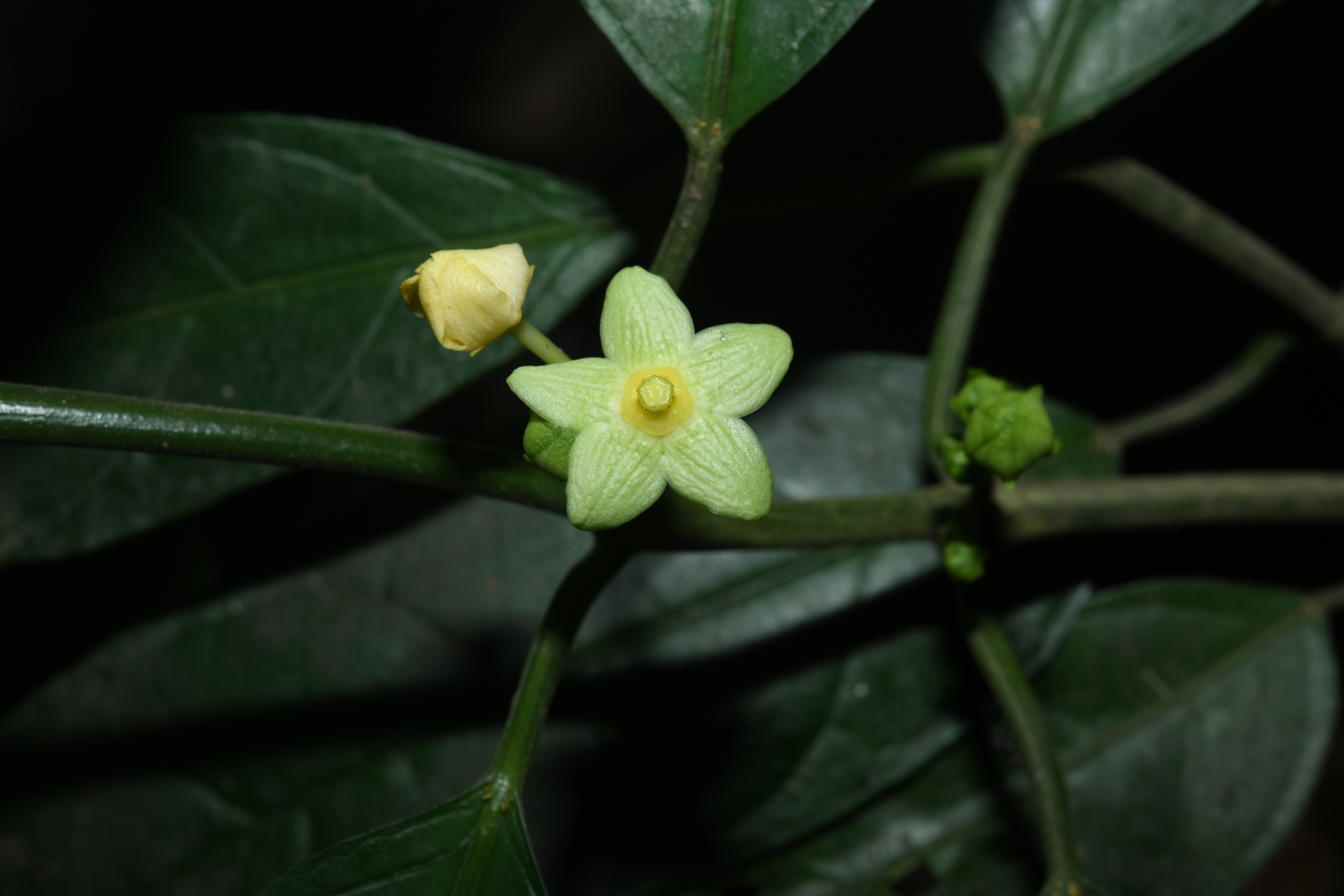 Matelea palustris Aubl. - Photo Bivouac Naturaliste