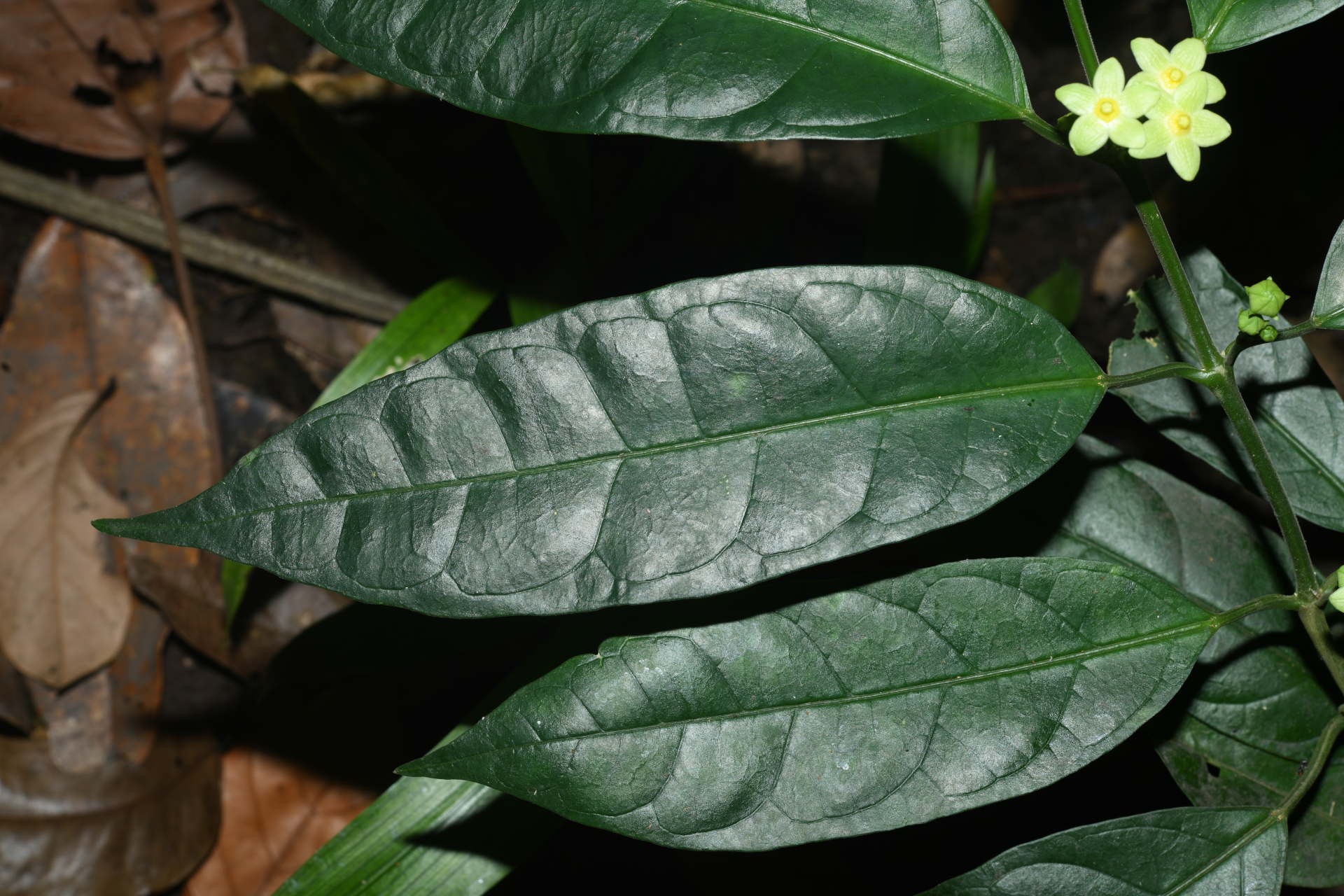 Matelea palustris Aubl. - Photo Bivouac Naturaliste