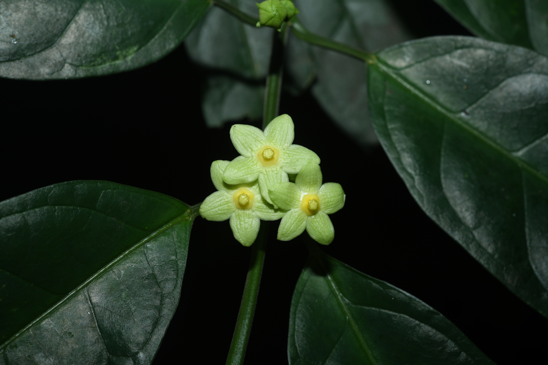 Matelea palustris Aubl. - Photo Bivouac Naturaliste
