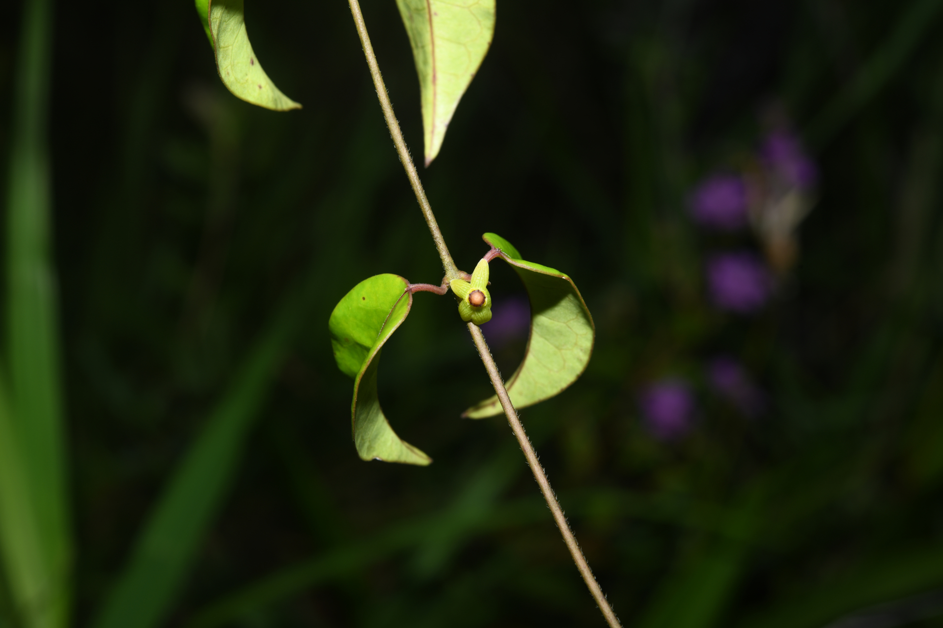 Matelea cremersii Morillo - Photo Bivouac Naturaliste