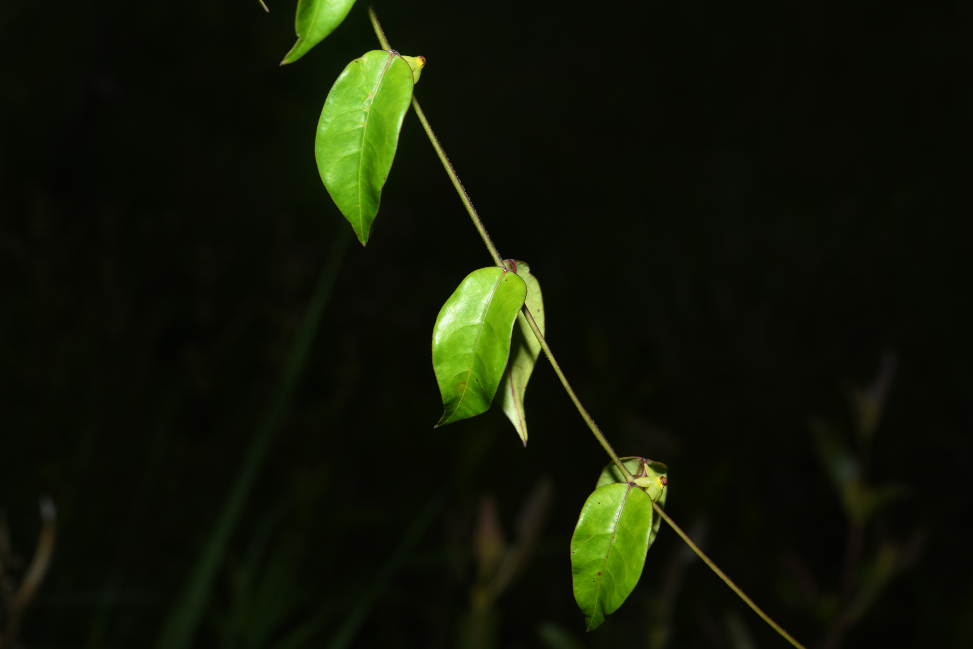 Matelea cremersii Morillo - Photo Bivouac Naturaliste