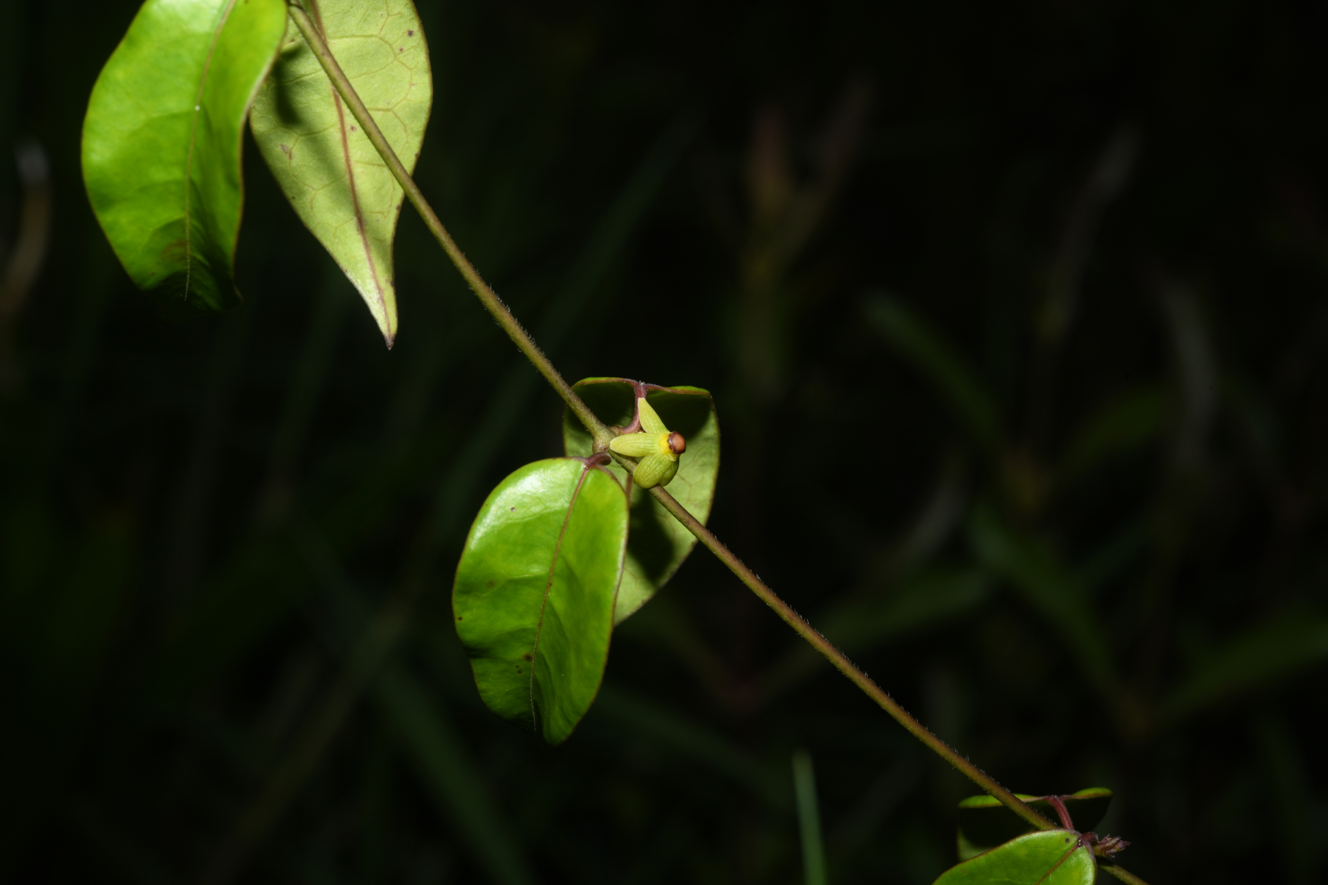 Matelea cremersii Morillo - Photo Bivouac Naturaliste
