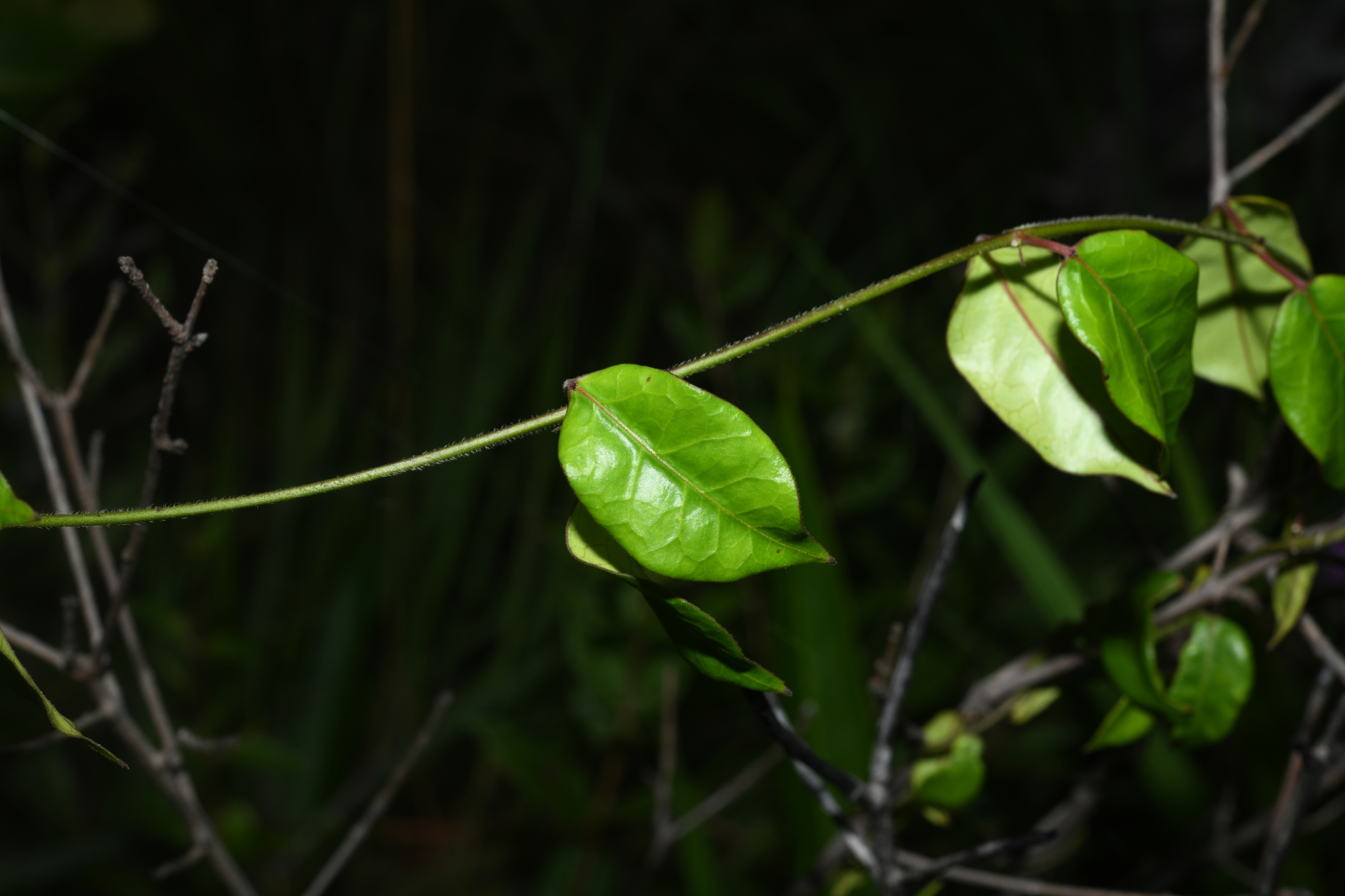Matelea cremersii Morillo - Photo Bivouac Naturaliste