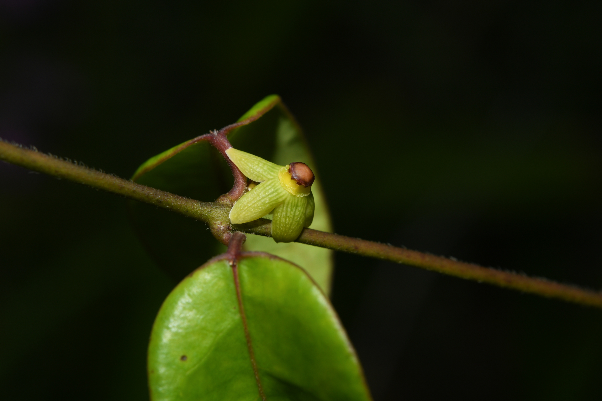 Matelea cremersii Morillo - Photo Bivouac Naturaliste