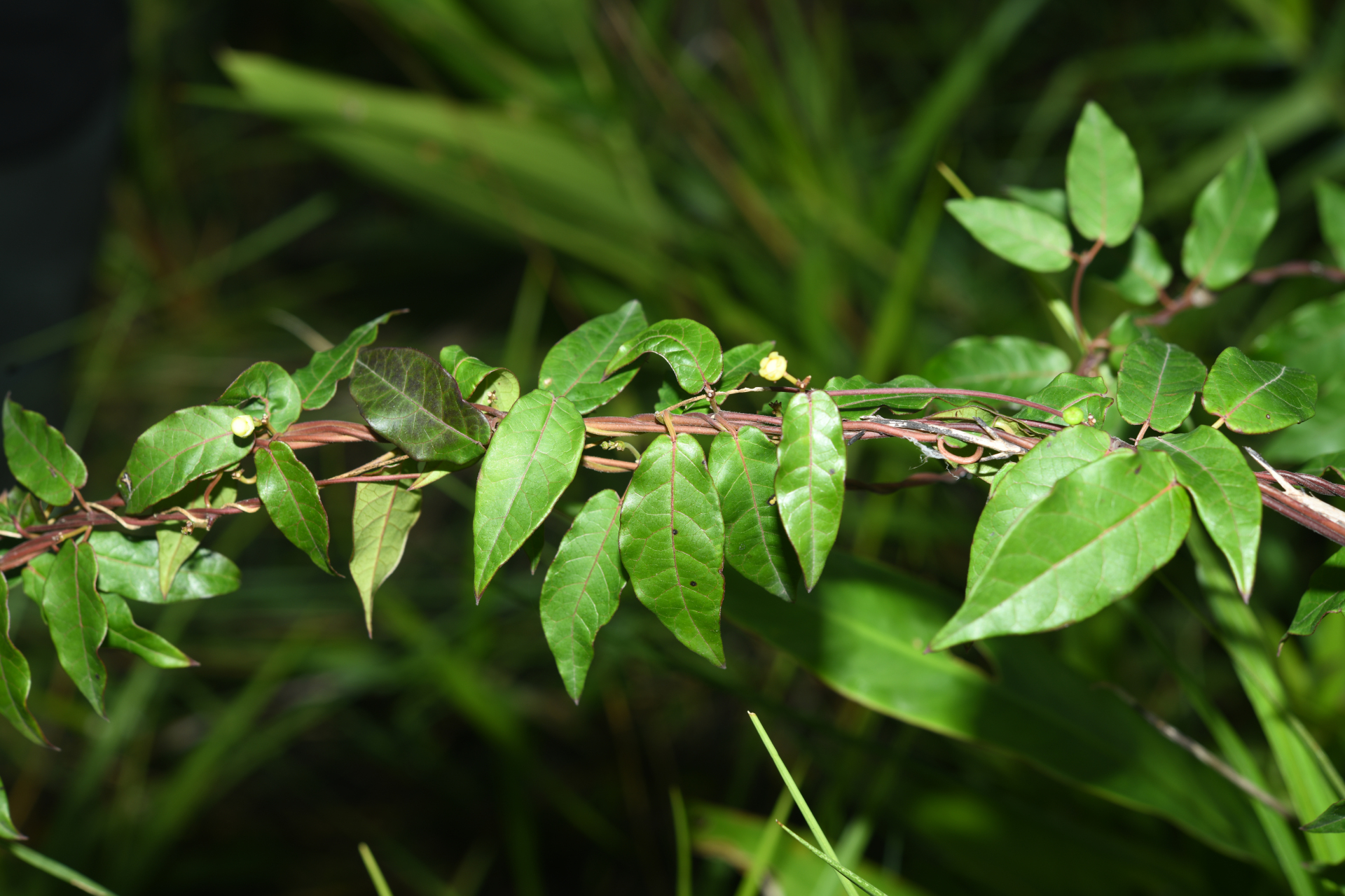 Matelea sastrei Morillo - Photo Bivouac Naturaliste