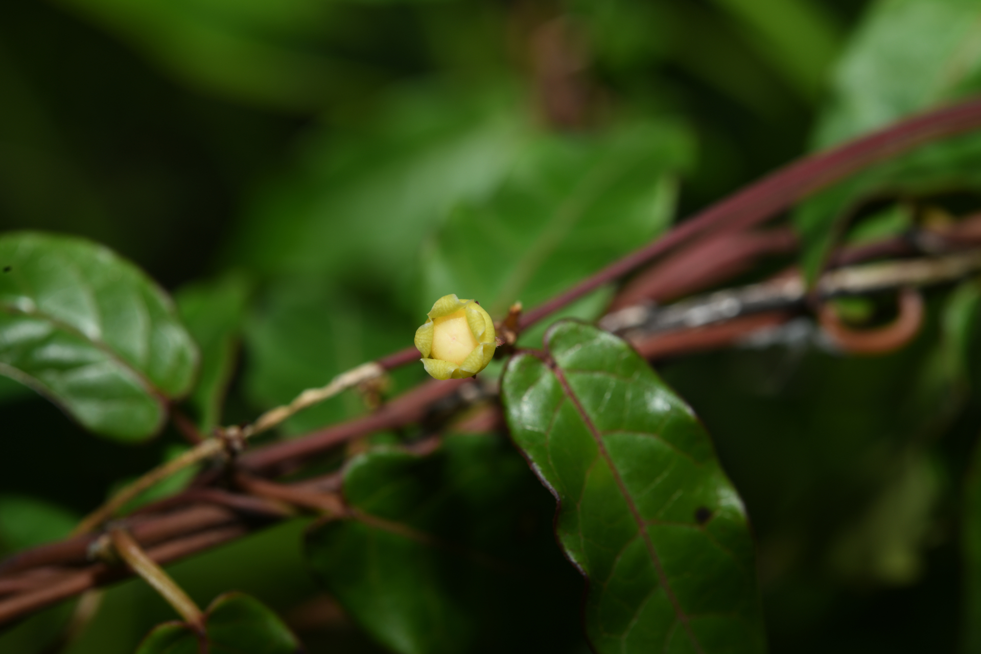 Matelea sastrei Morillo - Photo Bivouac Naturaliste