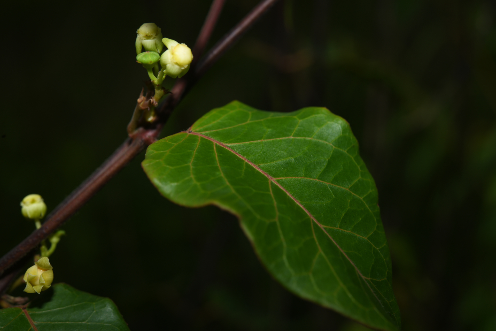 Matelea sastrei Morillo - Photo Bivouac Naturaliste