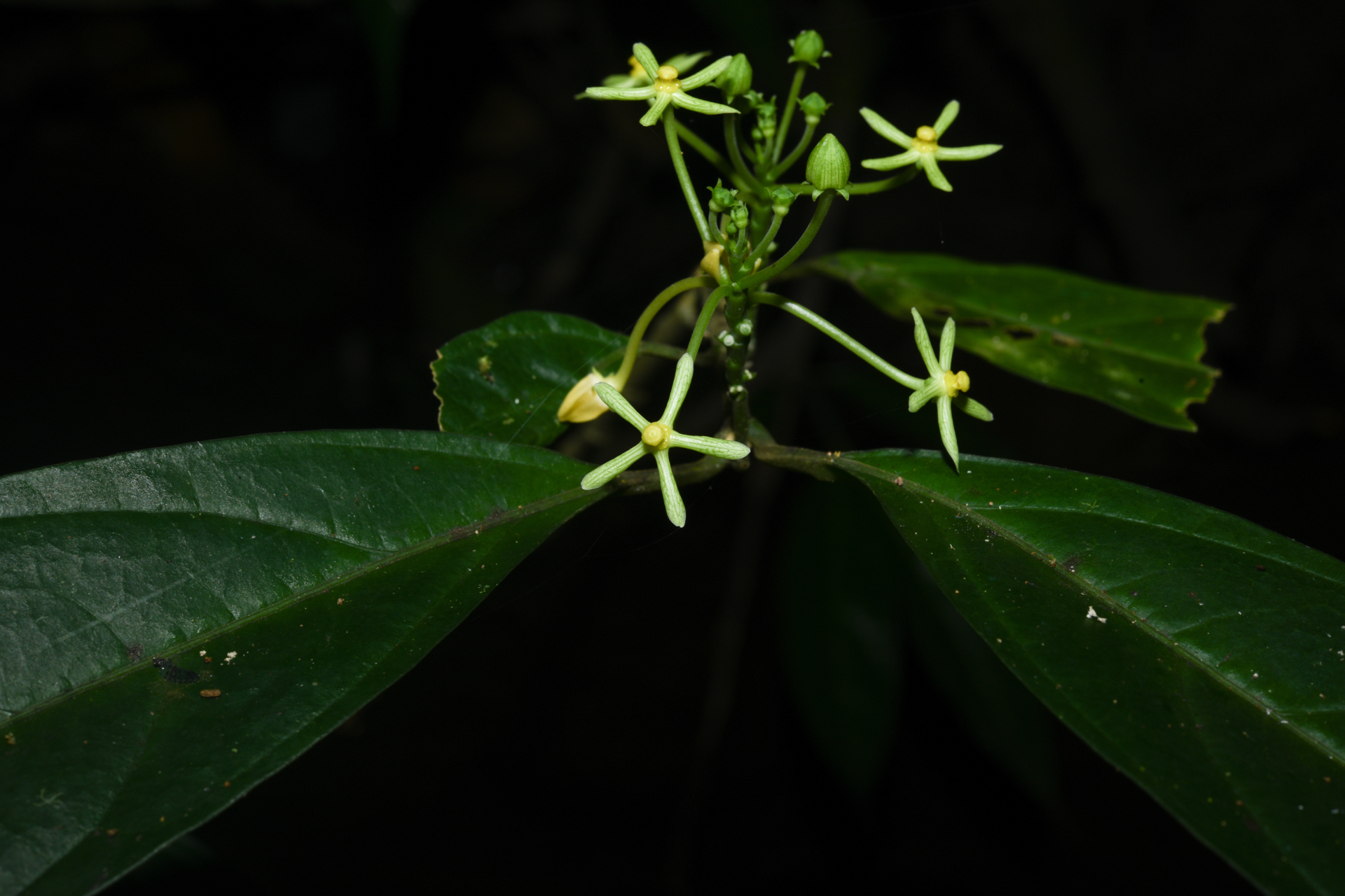 Matelea graciliflora Krings & Morillo - Photo Bivouac Naturaliste