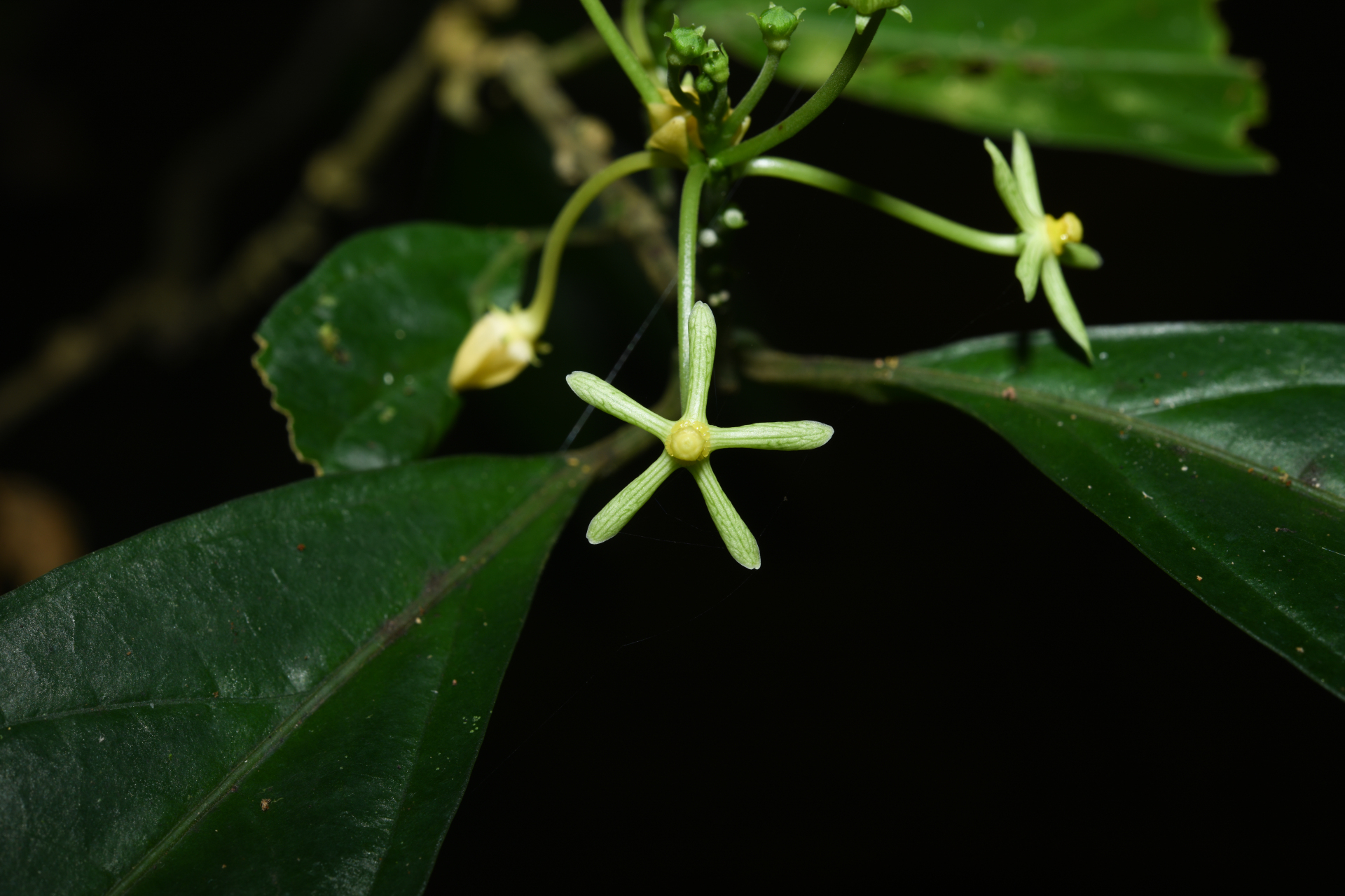 Matelea graciliflora Krings & Morillo - Photo Bivouac Naturaliste