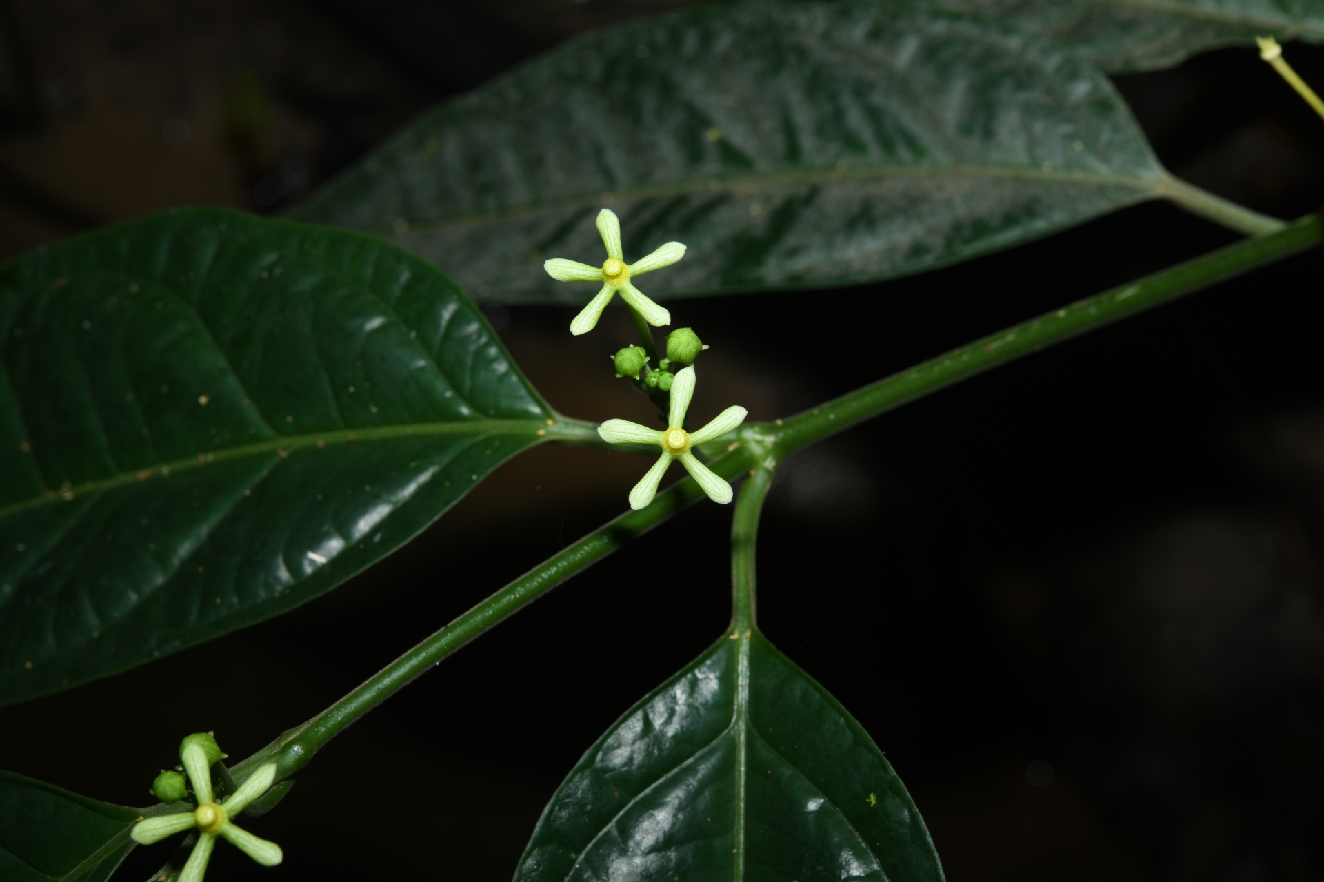 Matelea graciliflora Krings & Morillo - Photo Bivouac Naturaliste