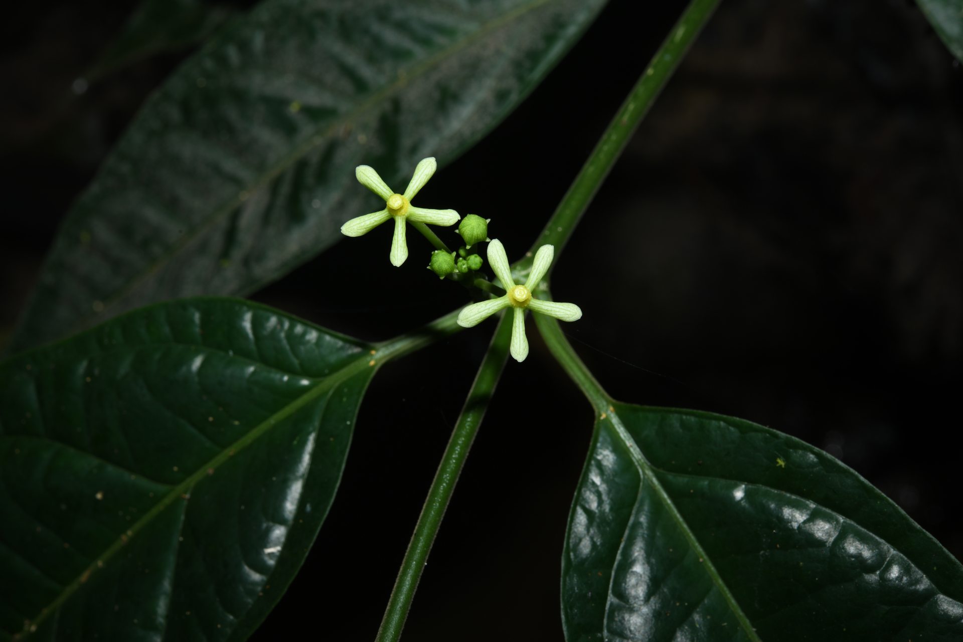 Matelea graciliflora Krings & Morillo - Photo Bivouac Naturaliste