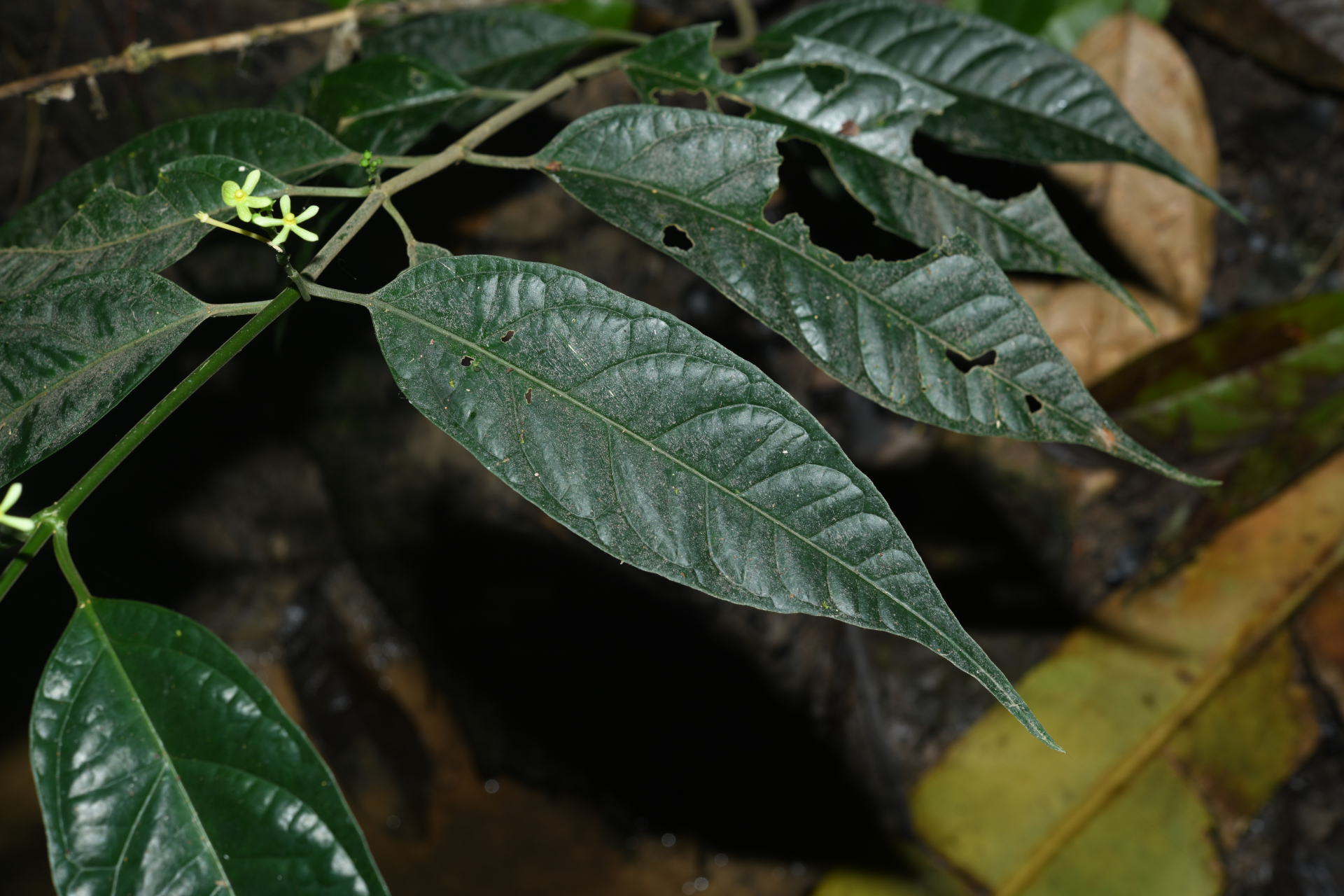 Matelea graciliflora Krings & Morillo - Photo Bivouac Naturaliste