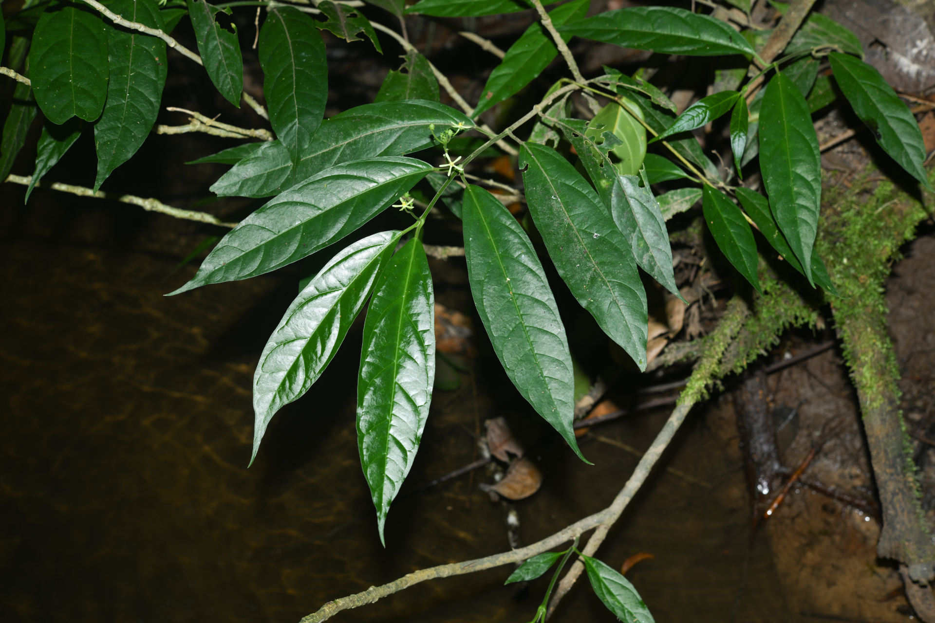 Matelea graciliflora Krings & Morillo - Photo Bivouac Naturaliste