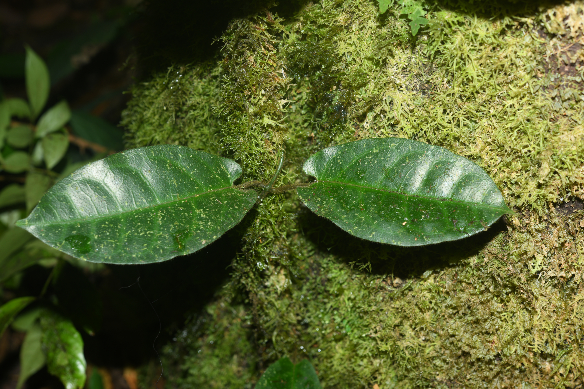 Phaeostemma surinamense Krings & Morillo, 2014 - Photo Bivouac Naturaliste