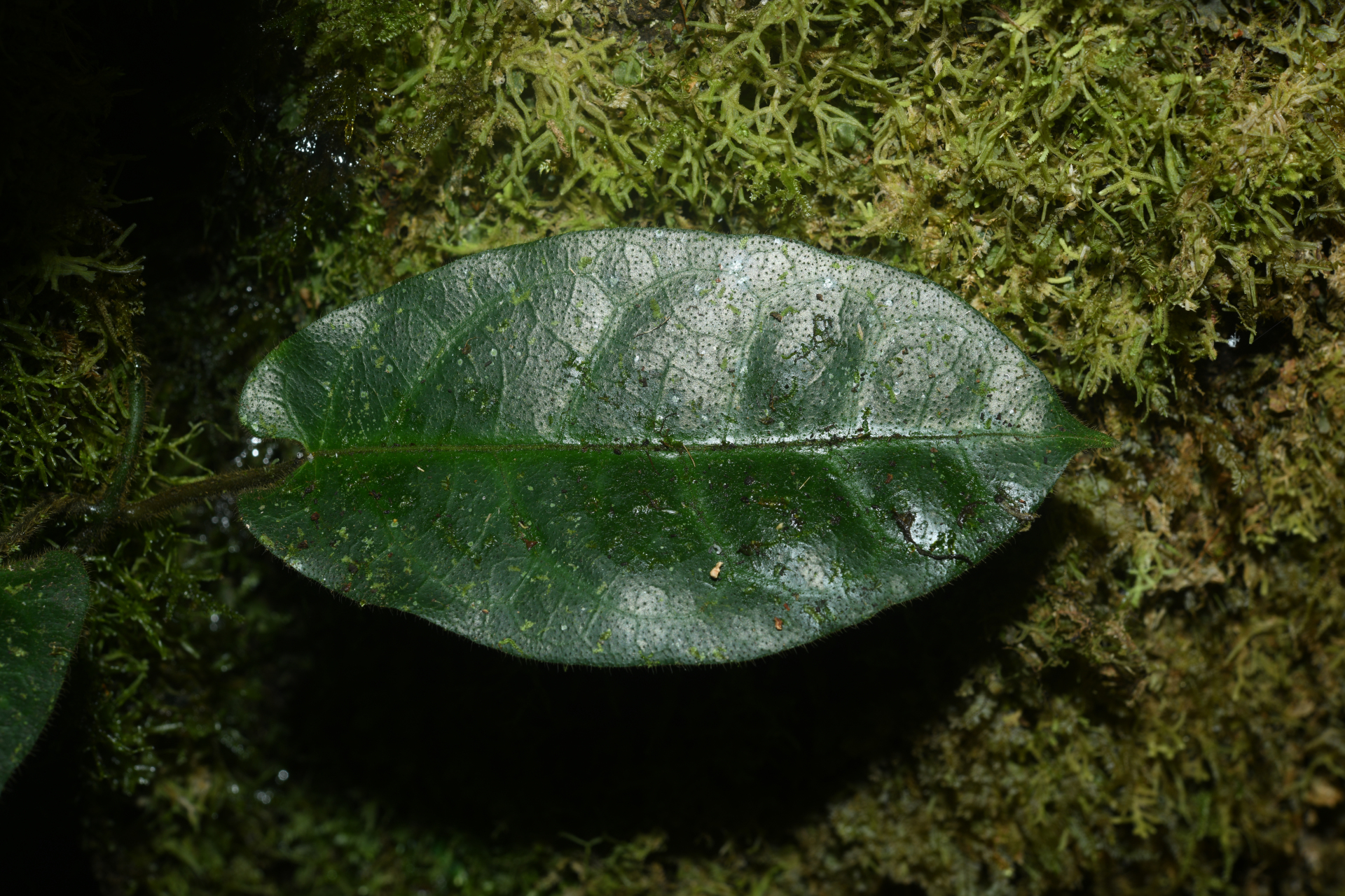 Phaeostemma surinamense Krings & Morillo, 2014 - Photo Bivouac Naturaliste