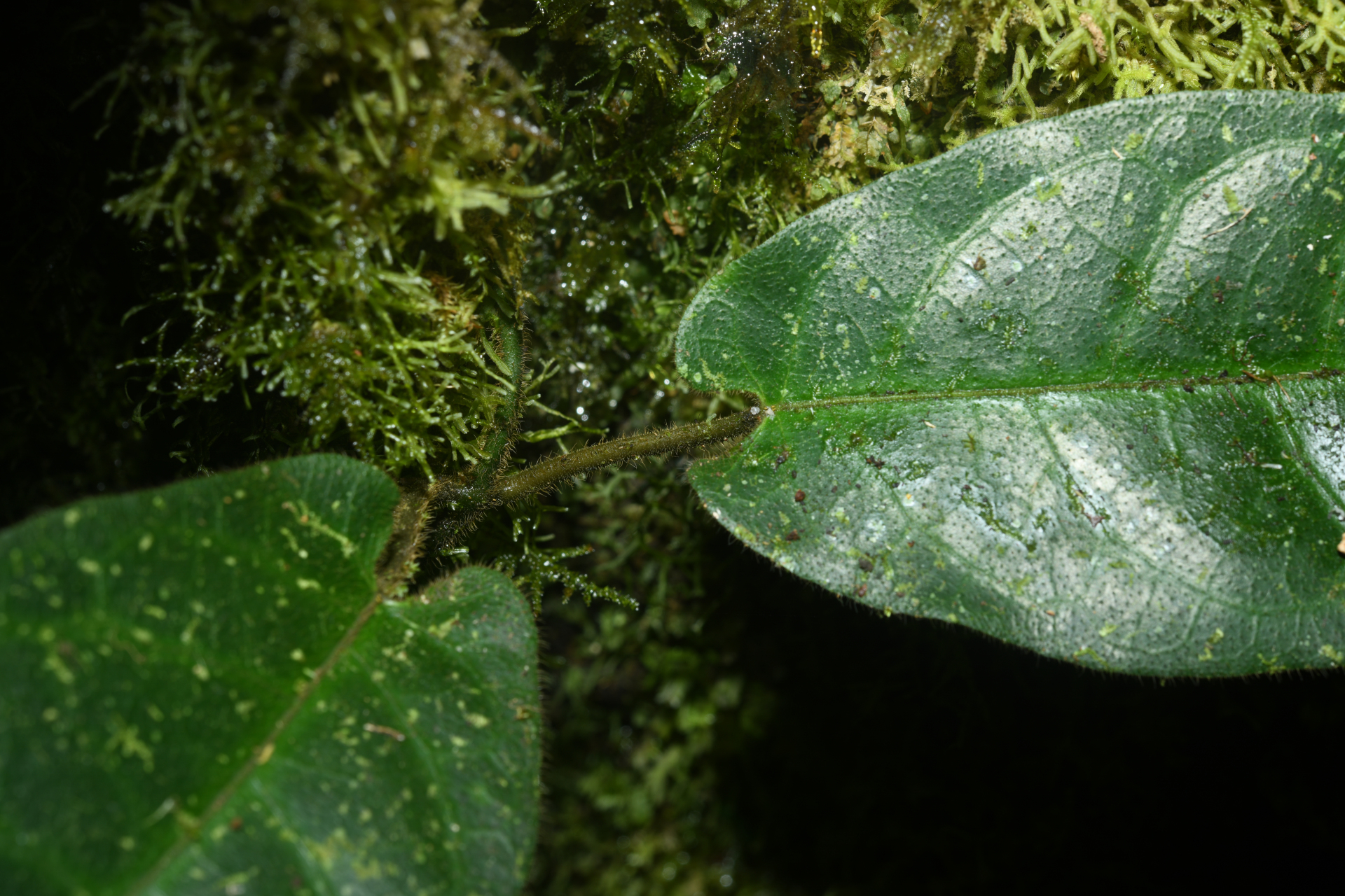 Phaeostemma surinamense Krings & Morillo, 2014 - Photo Bivouac Naturaliste