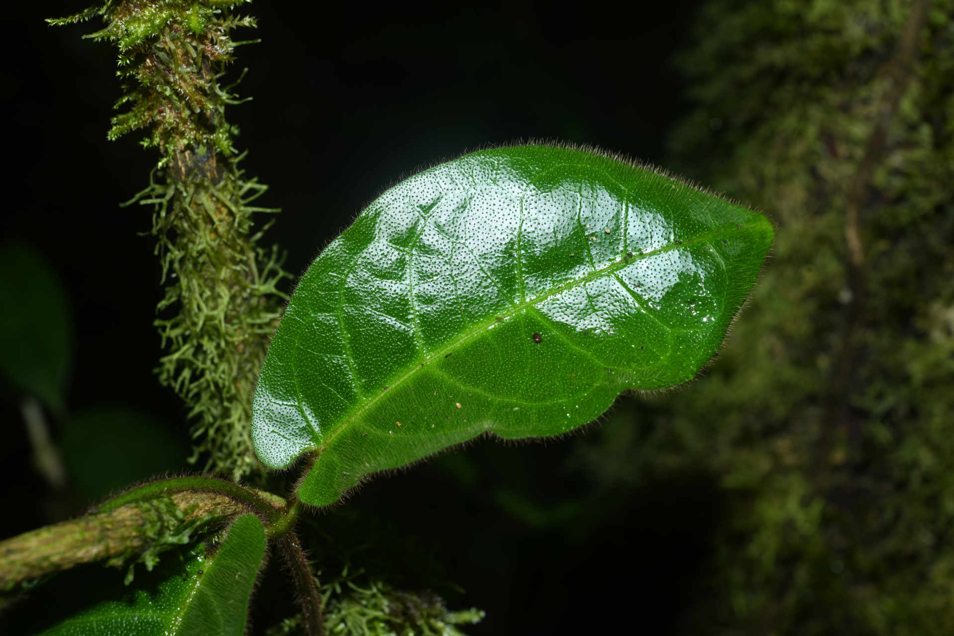 Phaeostemma surinamense Krings & Morillo, 2014 - Photo Bivouac Naturaliste