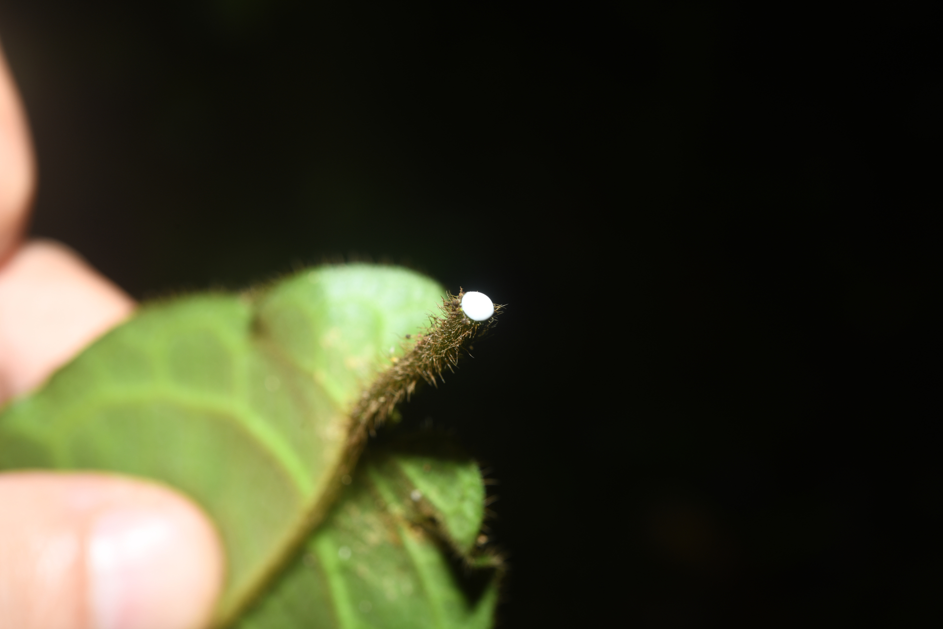 Phaeostemma surinamense Krings & Morillo, 2014 - Photo Bivouac Naturaliste