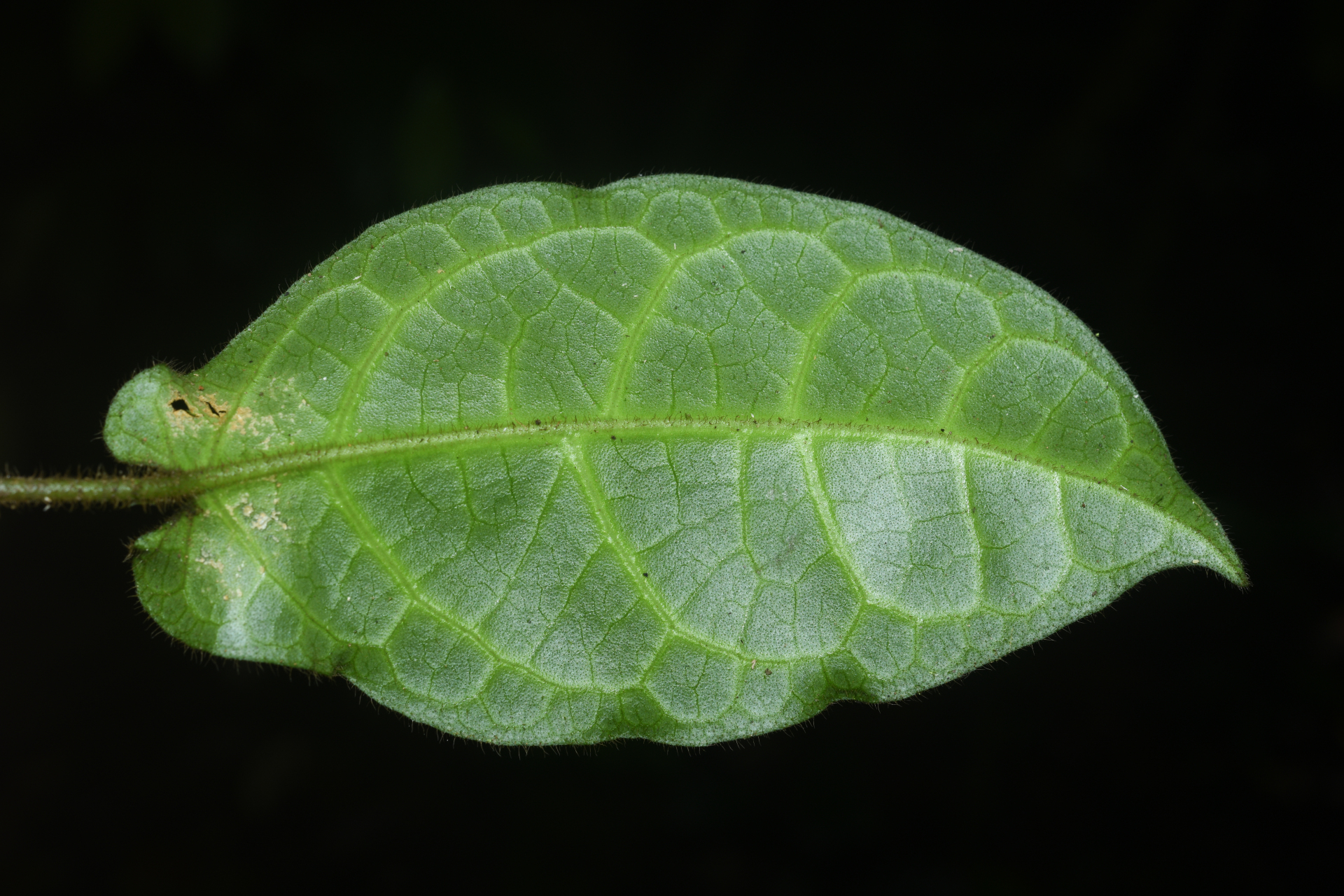 Phaeostemma surinamense Krings & Morillo, 2014 - Photo Bivouac Naturaliste