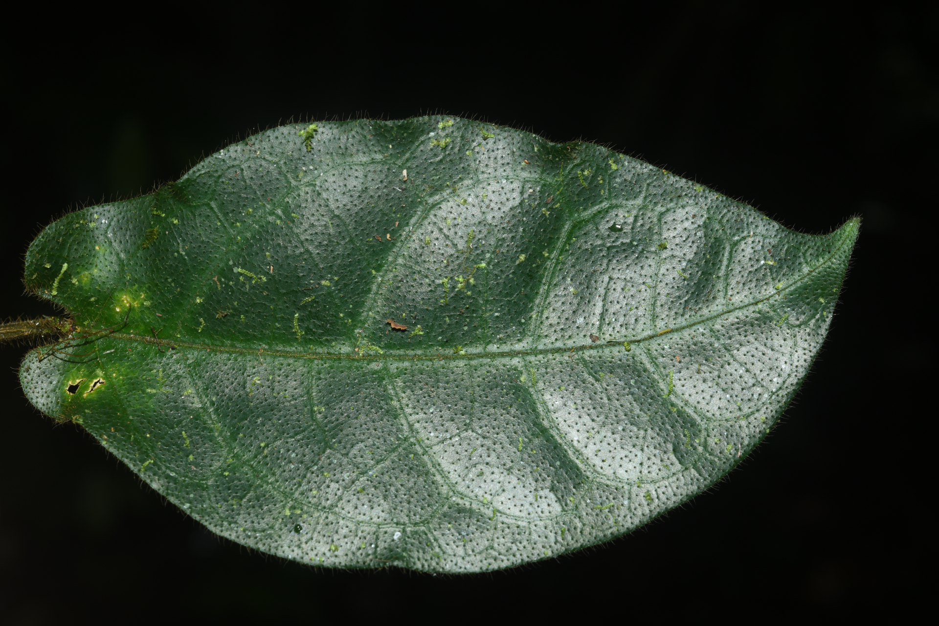 Phaeostemma surinamense Krings & Morillo, 2014 - Photo Bivouac Naturaliste