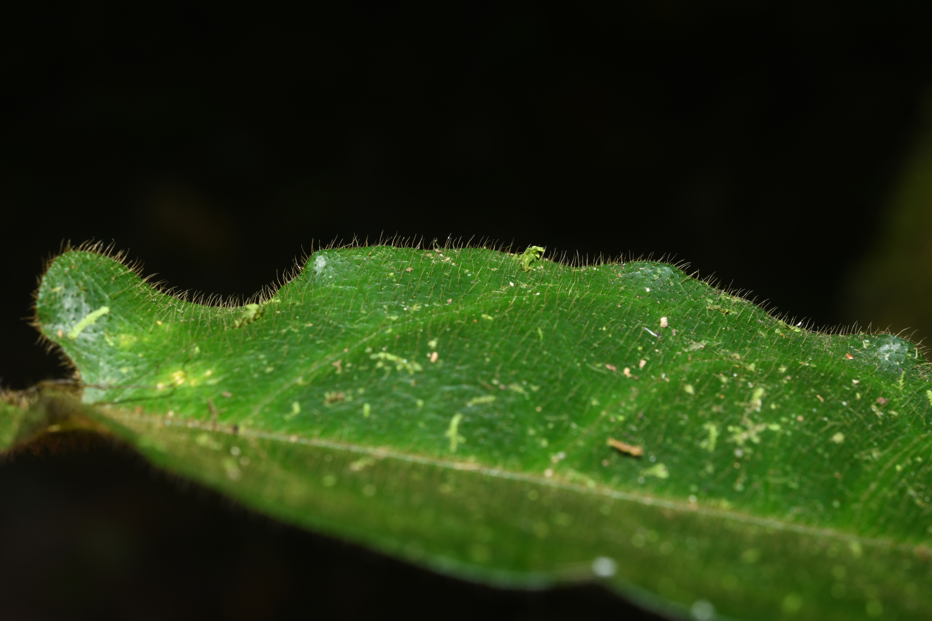 Phaeostemma surinamense Krings & Morillo, 2014 - Photo Bivouac Naturaliste