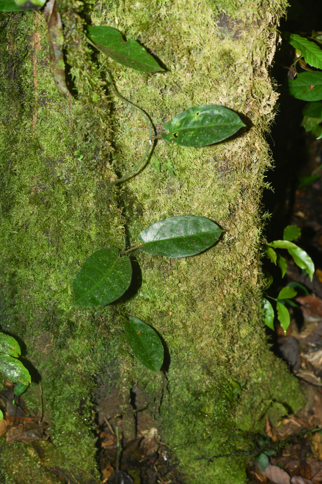 Phaeostemma surinamense Krings & Morillo, 2014 - Photo Bivouac Naturaliste