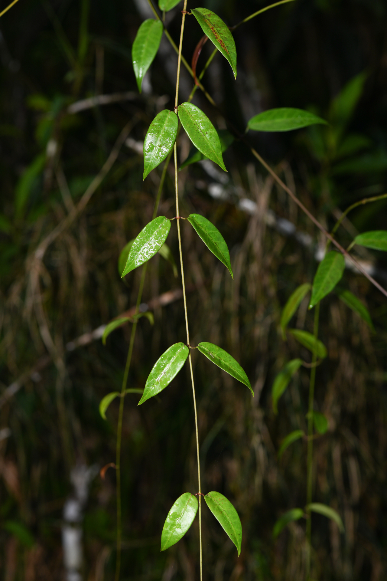 Blepharodon pictum (Vahl) W.D.Stevens - Photo Bivouac Naturaliste