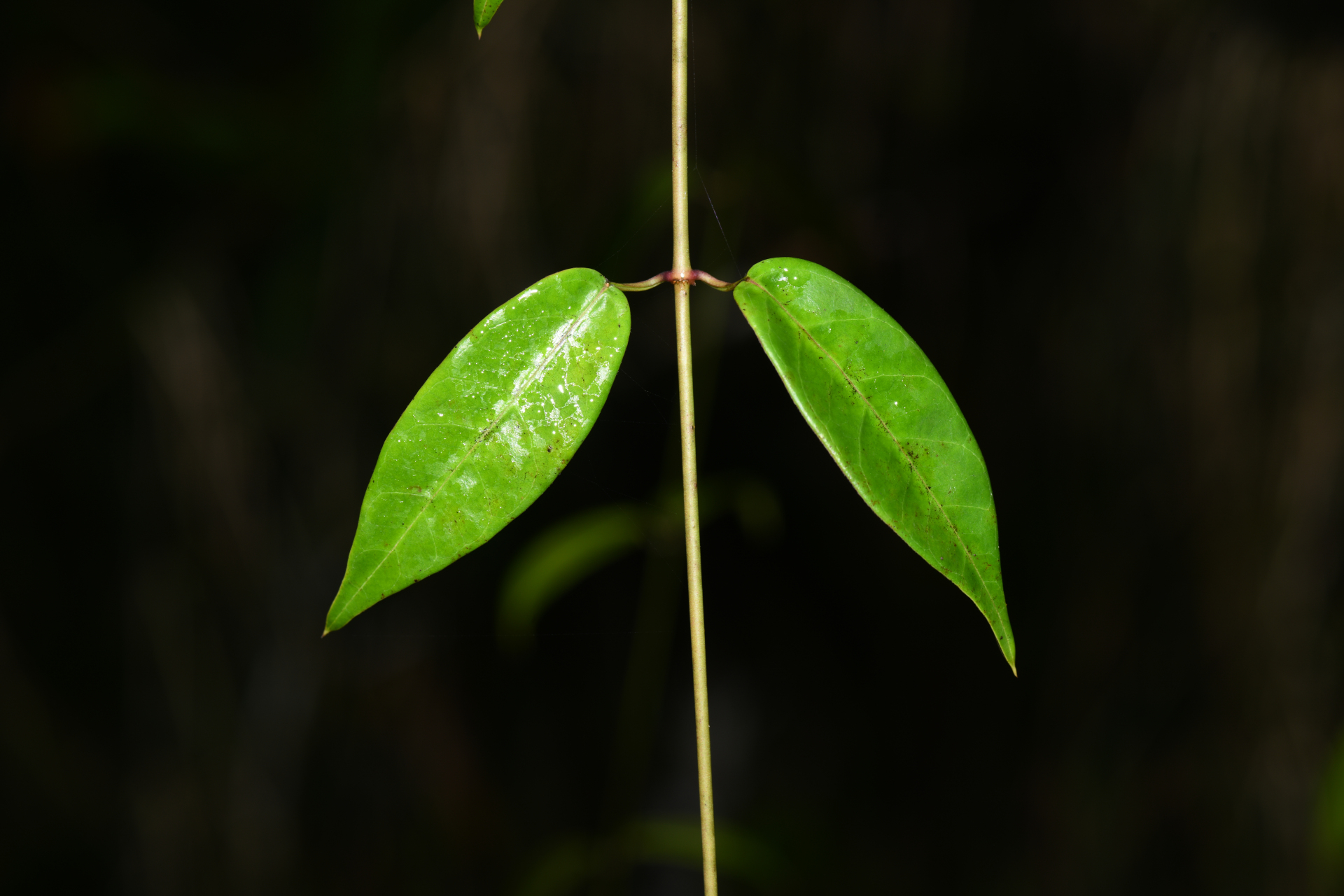 Blepharodon pictum (Vahl) W.D.Stevens - Photo Bivouac Naturaliste