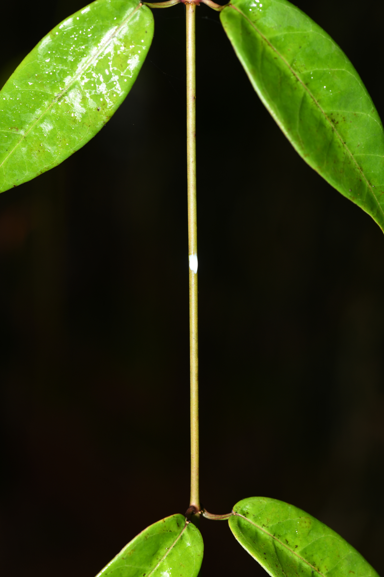 Blepharodon pictum (Vahl) W.D.Stevens - Photo Bivouac Naturaliste