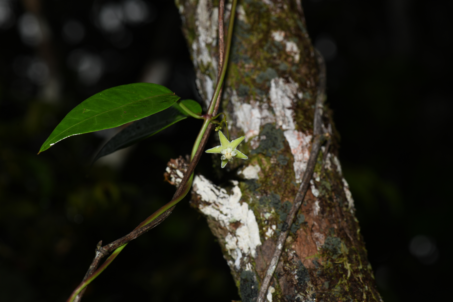 Blepharodon pictum (Vahl) W.D.Stevens - Photo Bivouac Naturaliste