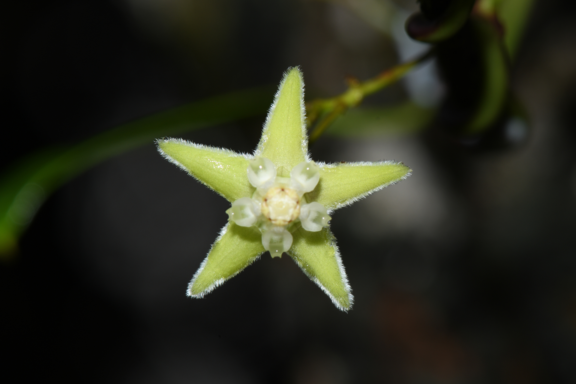 Blepharodon pictum (Vahl) W.D.Stevens - Photo Bivouac Naturaliste