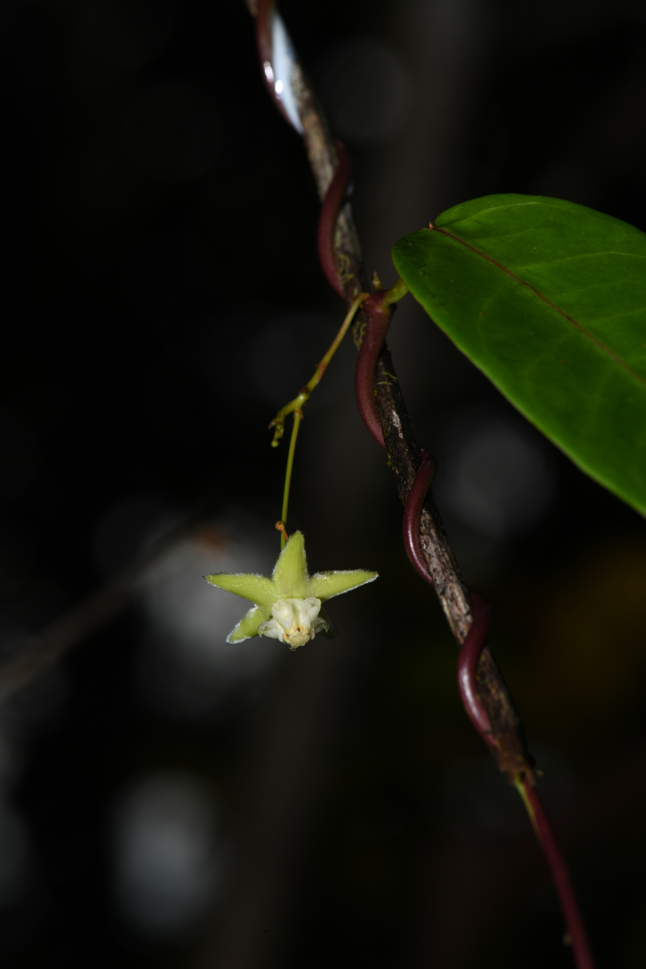 Blepharodon pictum (Vahl) W.D.Stevens - Photo Bivouac Naturaliste