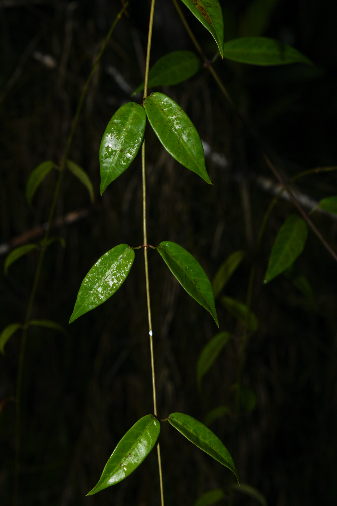 Blepharodon pictum (Vahl) W.D.Stevens - Photo Bivouac Naturaliste