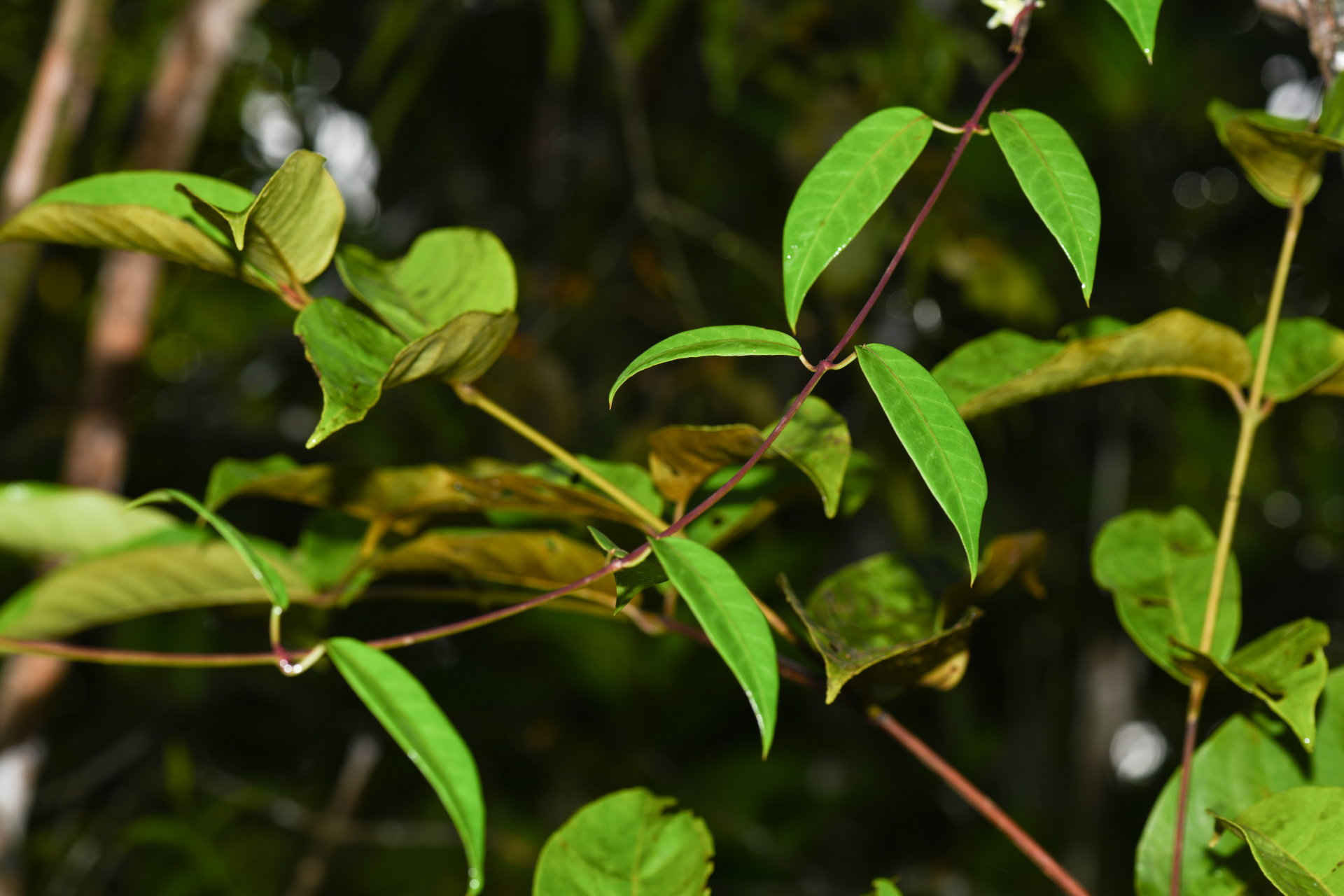 Blepharodon pictum (Vahl) W.D.Stevens - Photo Bivouac Naturaliste