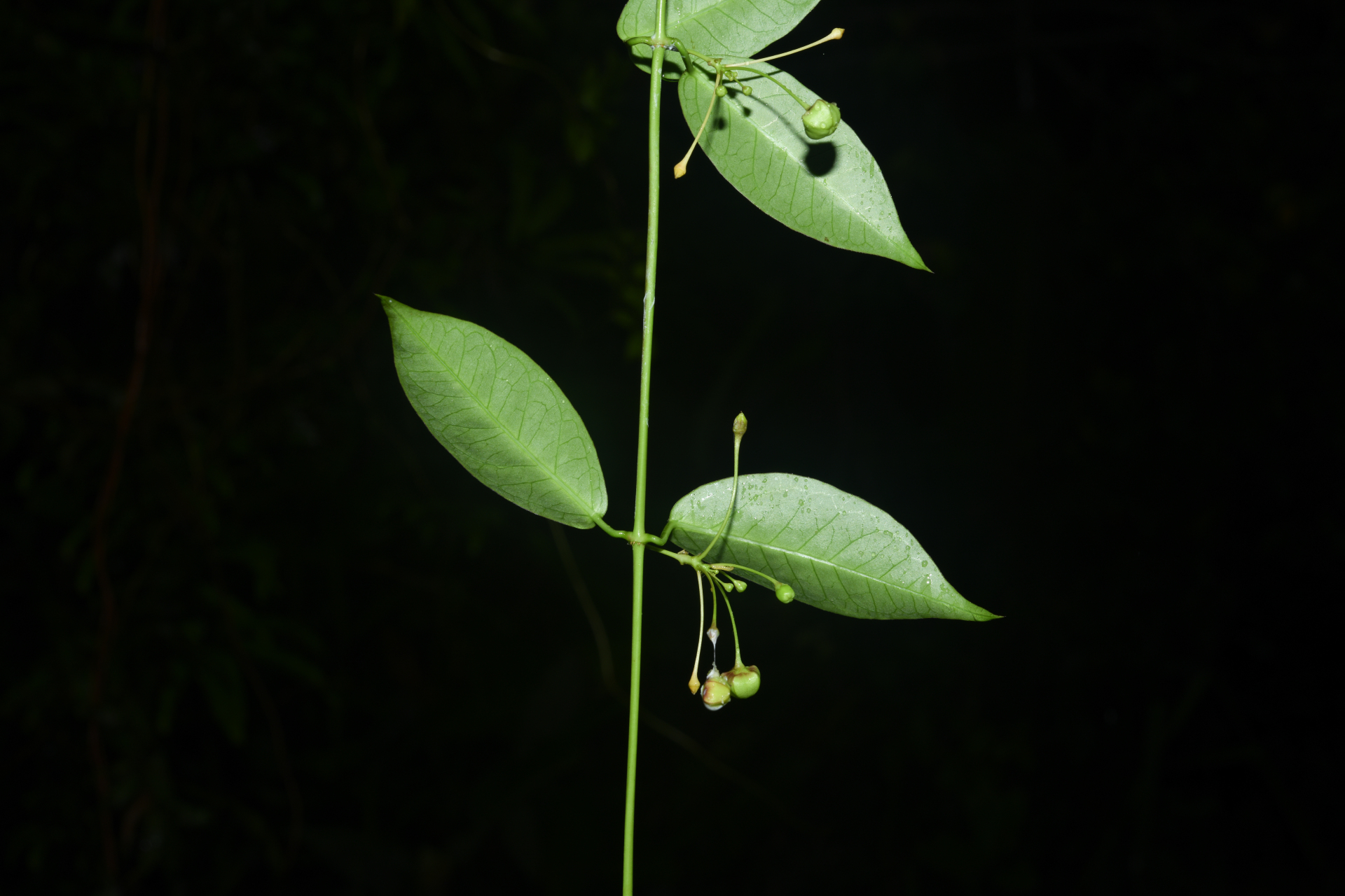 Blepharodon pictum (Vahl) W.D.Stevens - Photo Bivouac Naturaliste