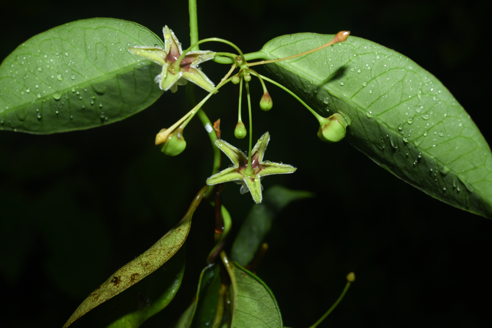 Blepharodon pictum (Vahl) W.D.Stevens - Photo Bivouac Naturaliste