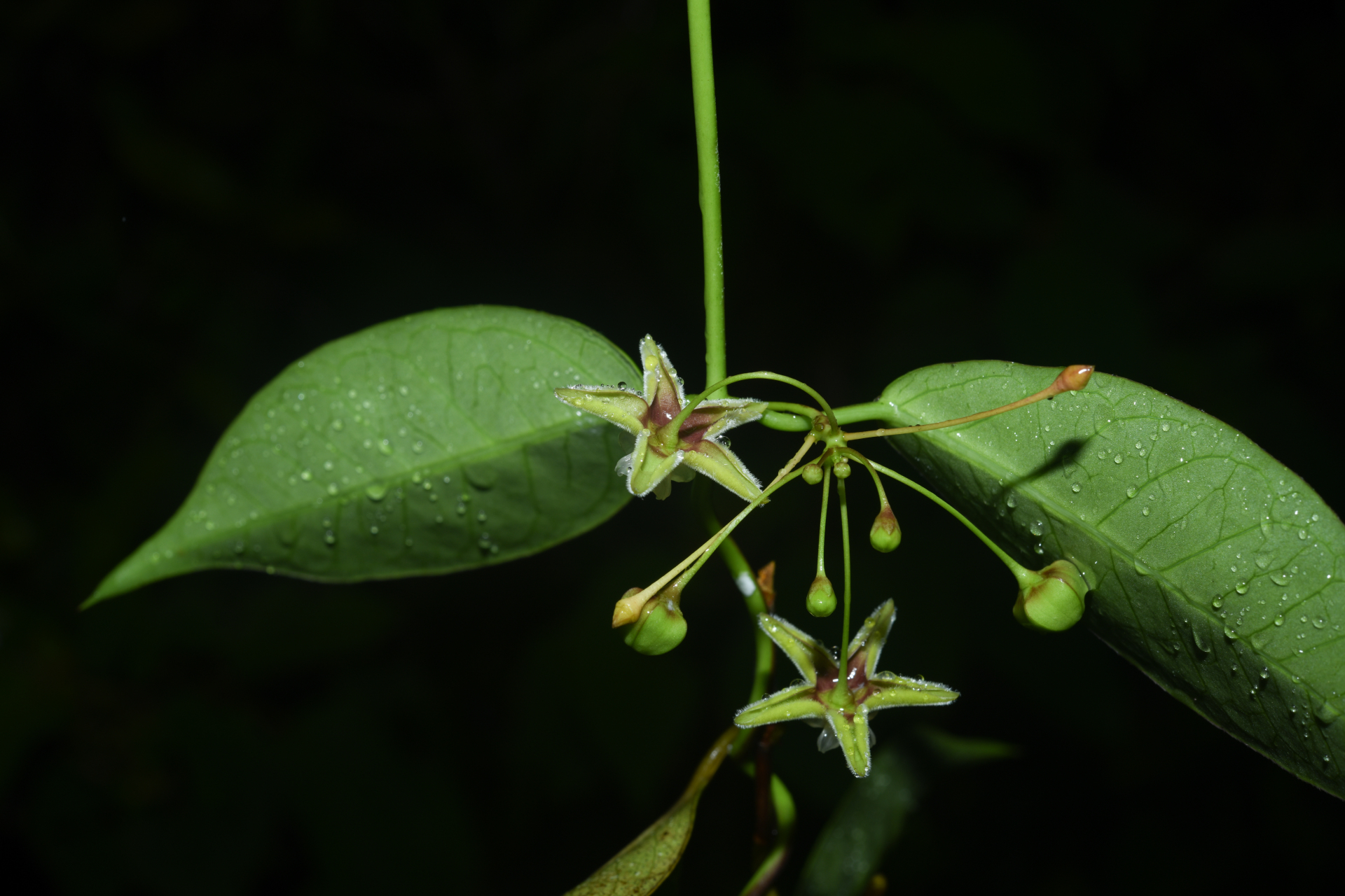 Blepharodon pictum (Vahl) W.D.Stevens - Photo Bivouac Naturaliste