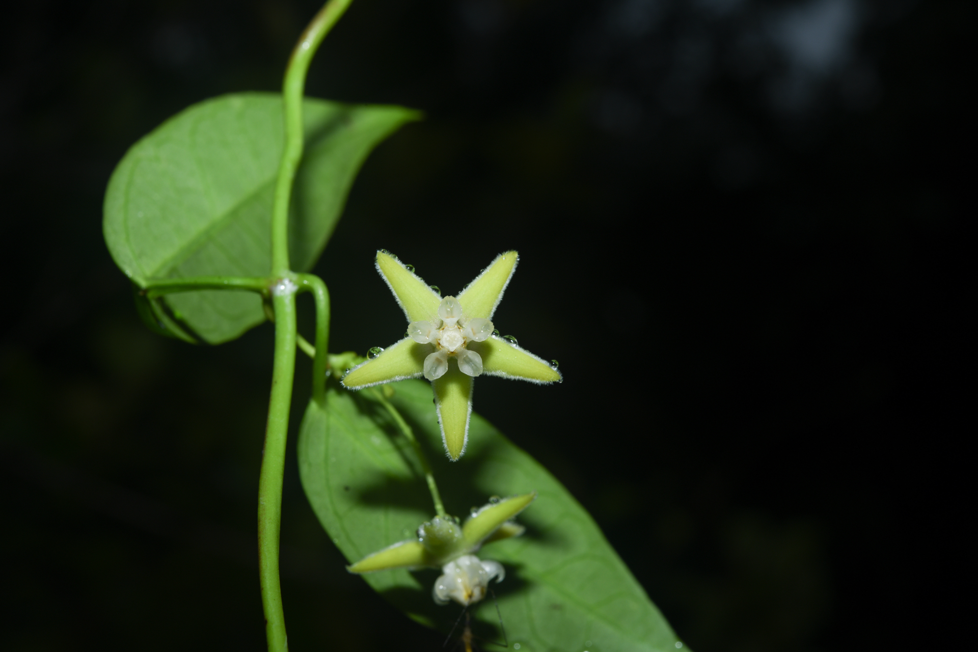 Blepharodon pictum (Vahl) W.D.Stevens - Photo Bivouac Naturaliste