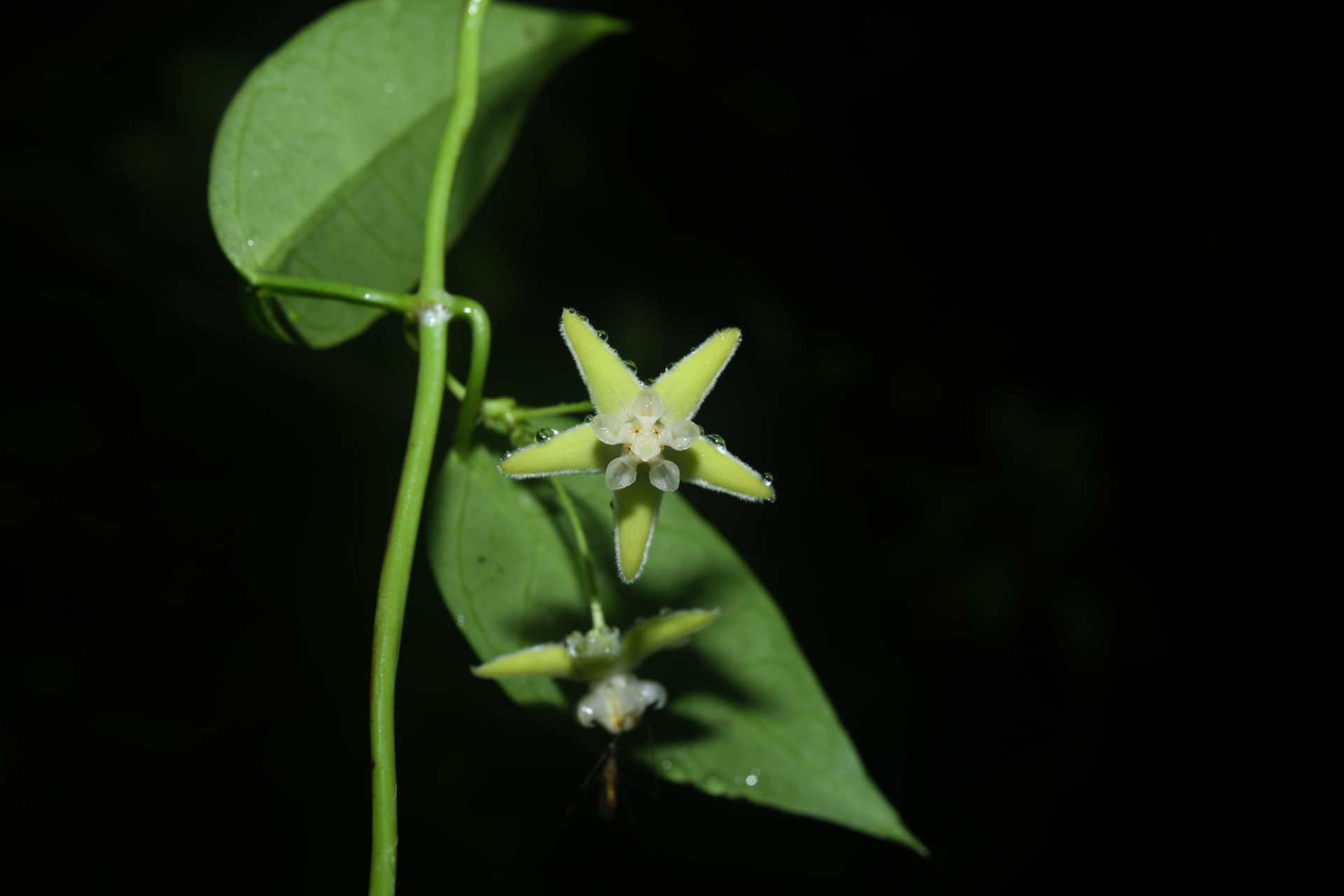 Blepharodon pictum (Vahl) W.D.Stevens - Photo Bivouac Naturaliste