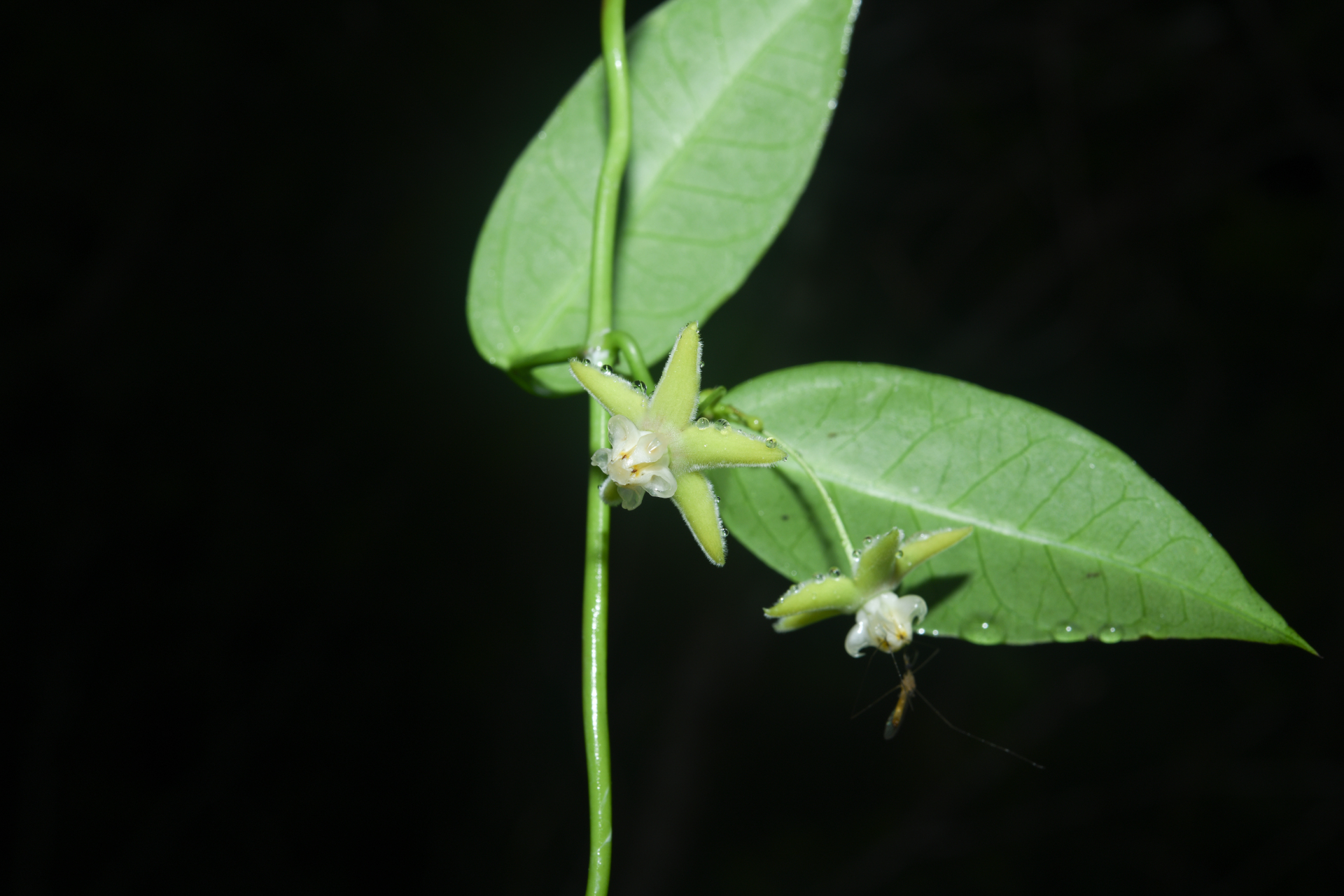 Blepharodon pictum (Vahl) W.D.Stevens - Photo Bivouac Naturaliste