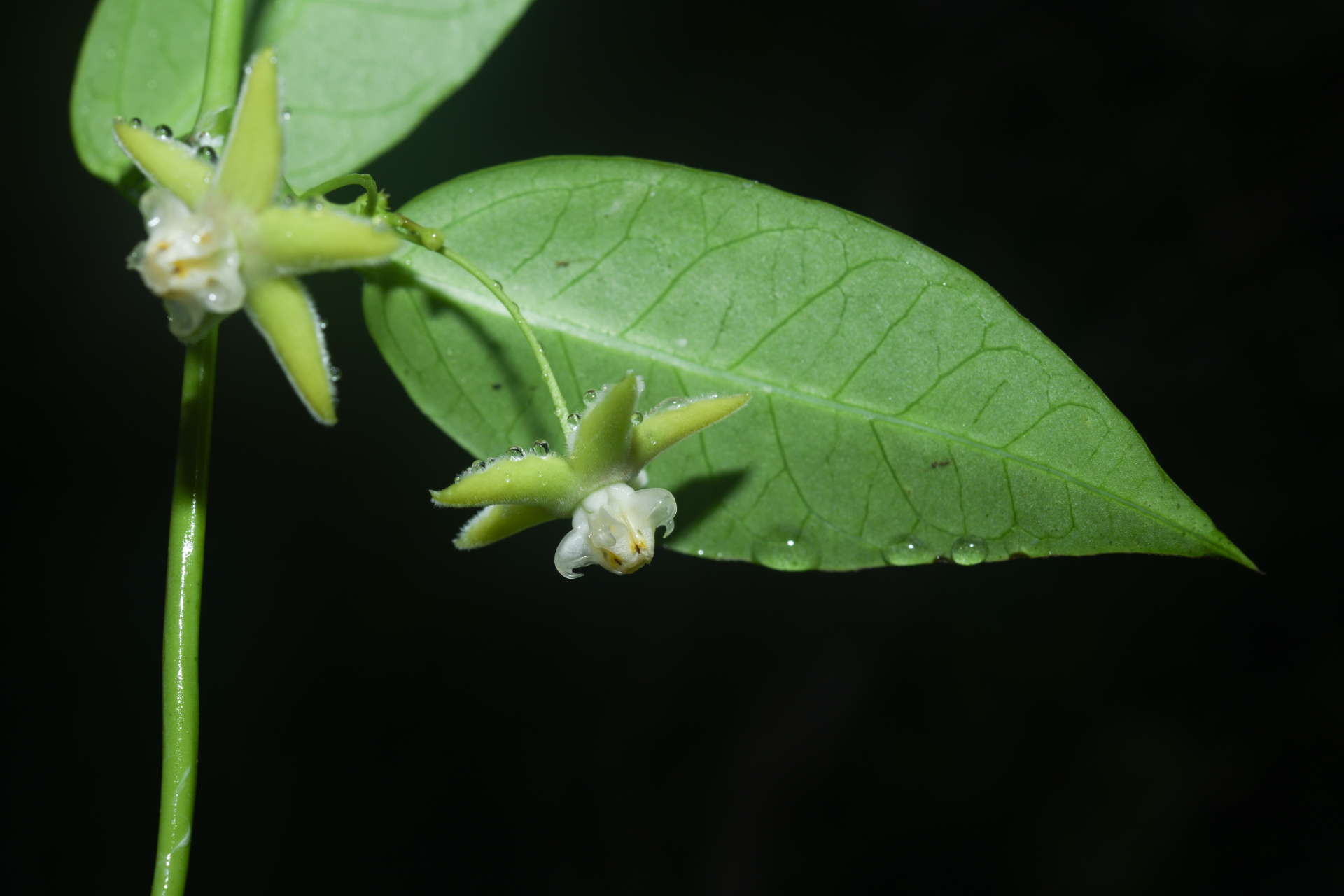 Blepharodon pictum (Vahl) W.D.Stevens - Photo Bivouac Naturaliste