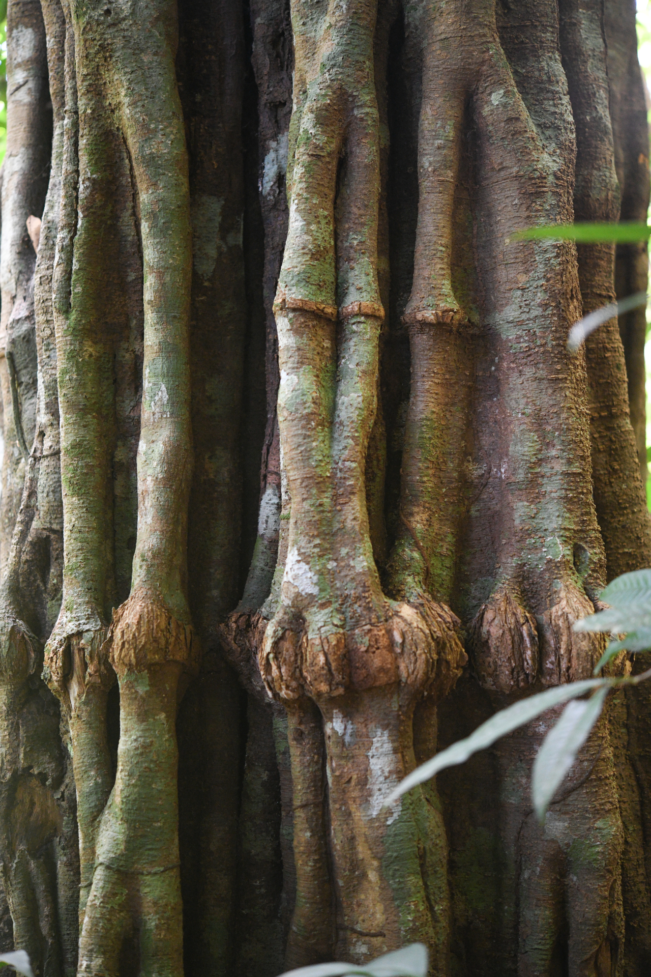 Aspidosperma schultesii Woodson - Photo Bivouac Naturaliste