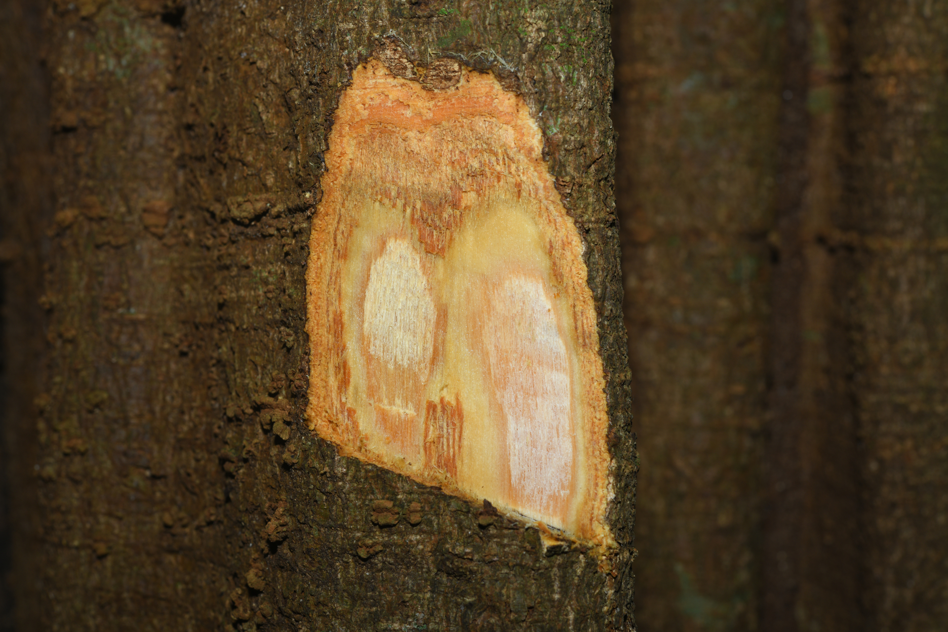 Aspidosperma schultesii Woodson - Photo Bivouac Naturaliste