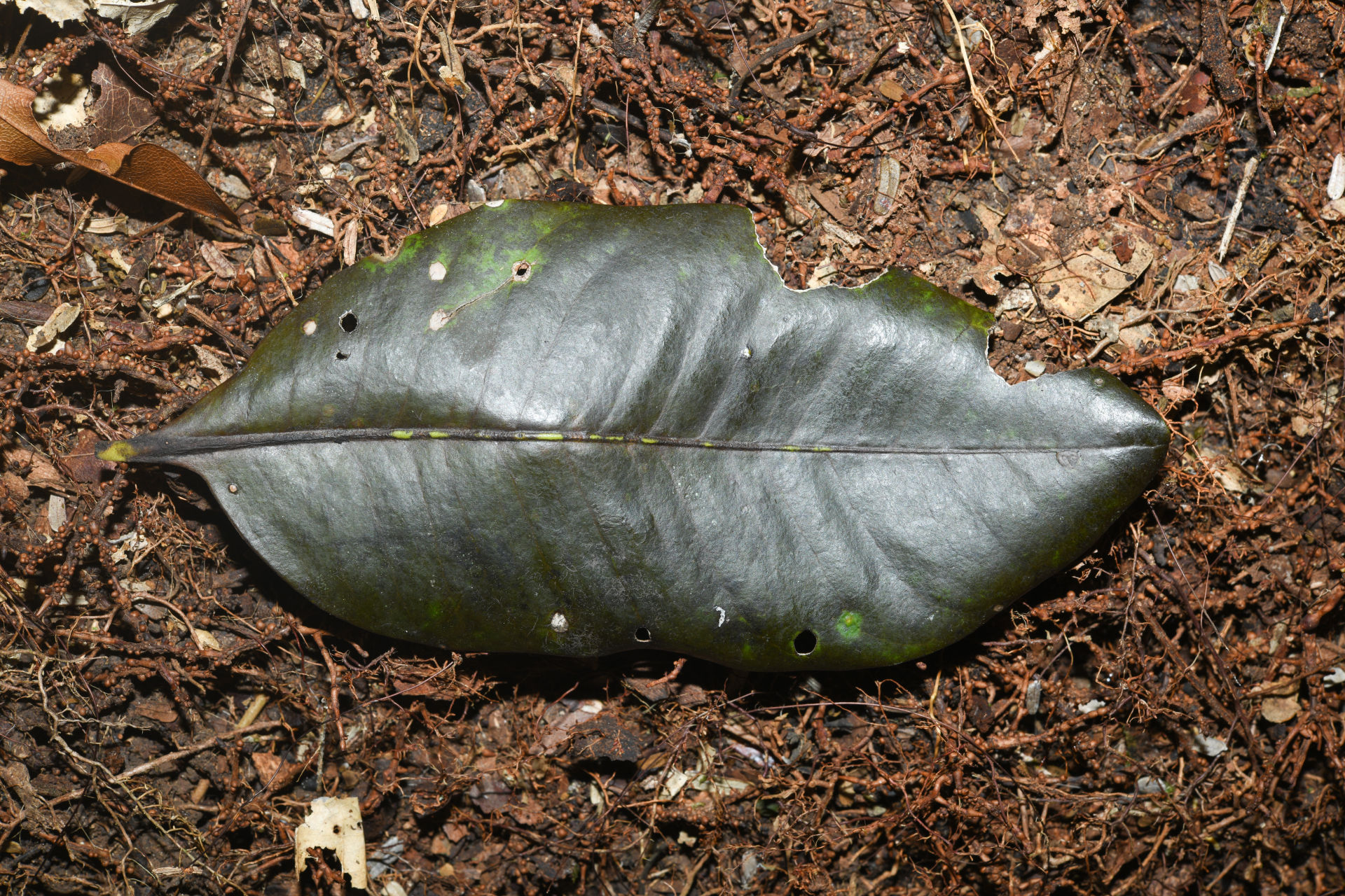 Aspidosperma schultesii Woodson - Photo Bivouac Naturaliste