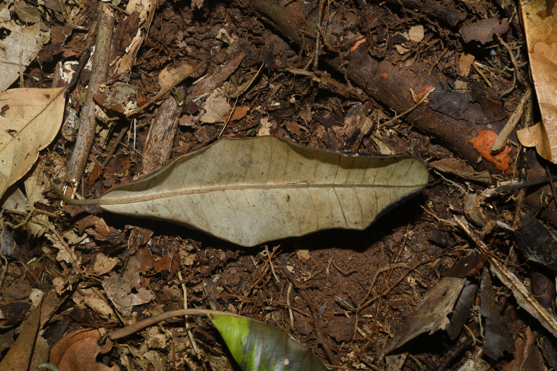 Aspidosperma sandwithianum Markgr. - Photo Bivouac Naturaliste